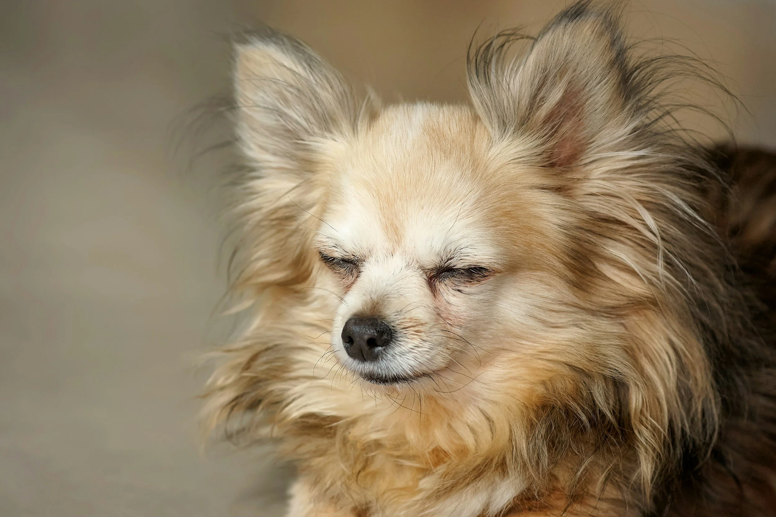 A calm chihuahua  relaxing after aggression training at Canine Intuition Dog Training in Broward and Palm Beach