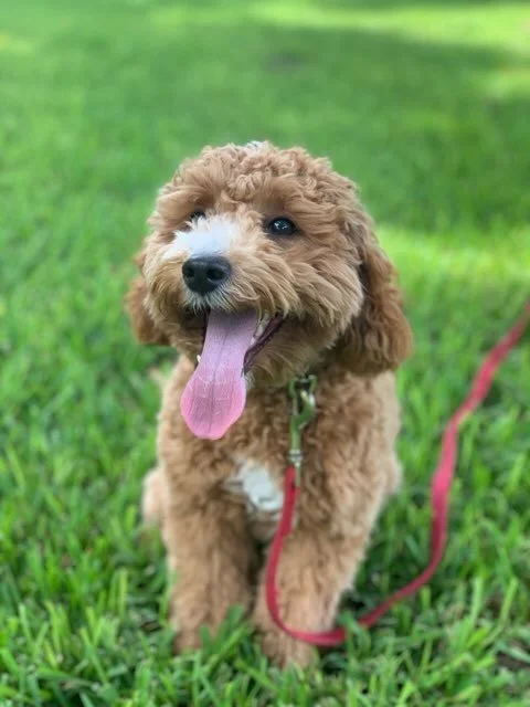 Small dog sitting calmly at a crosswalk during an off-site leash manners training session.