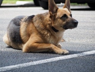 German Shepard service dog in behavioral sit and stay training in Broward, Florida.