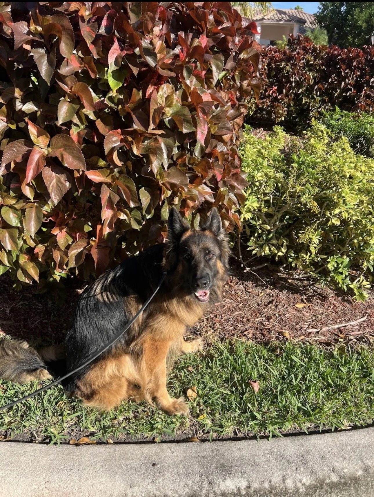 Domesticated German Shepard on a Leash Trained by Canine Intuition Dog Training