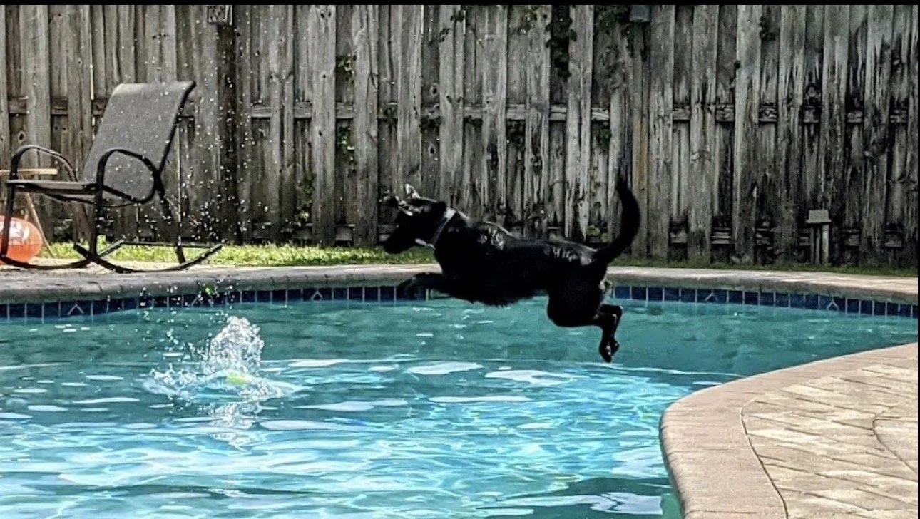 Anxiety free dog going for a swim after long line recall training
