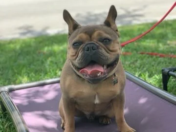 French Bulldog puppy making eye contact with trainer during basic focus and sit training.