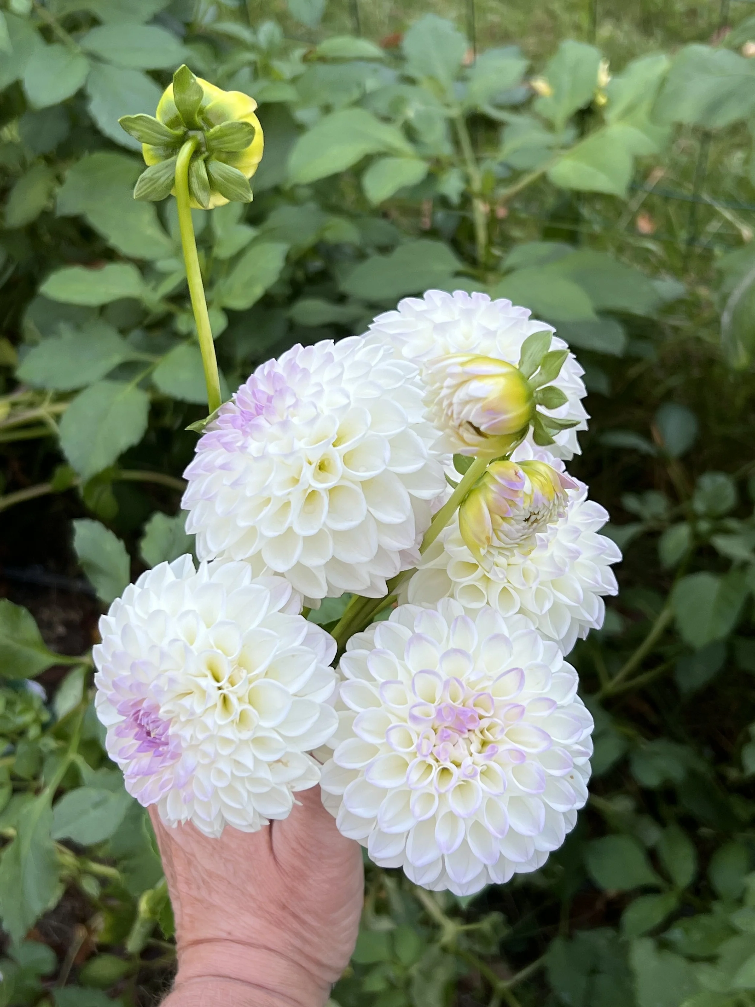 Dahlia Tuber Andrea Lawson Will be back 2026