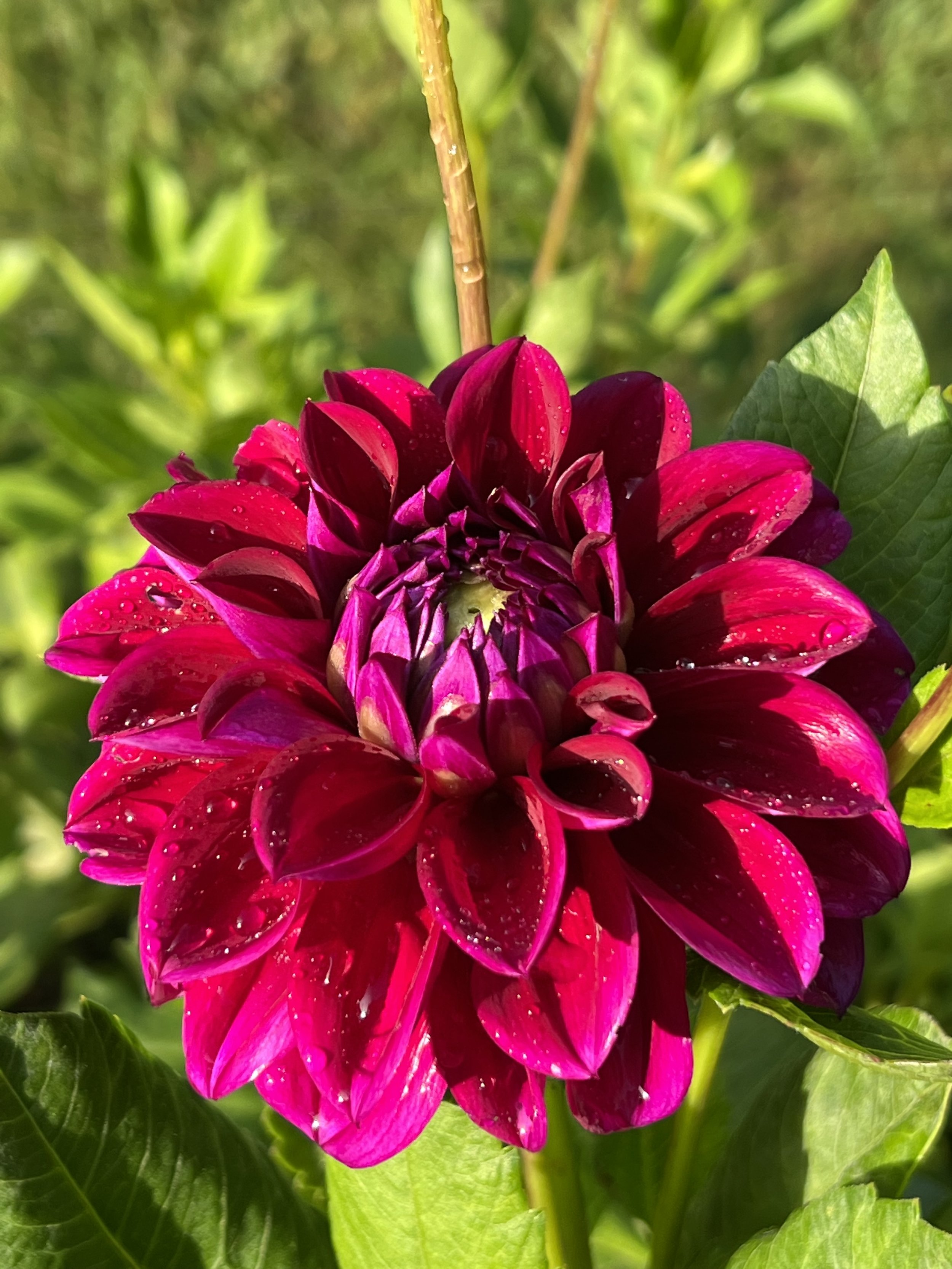 IMG_0549.jpeg