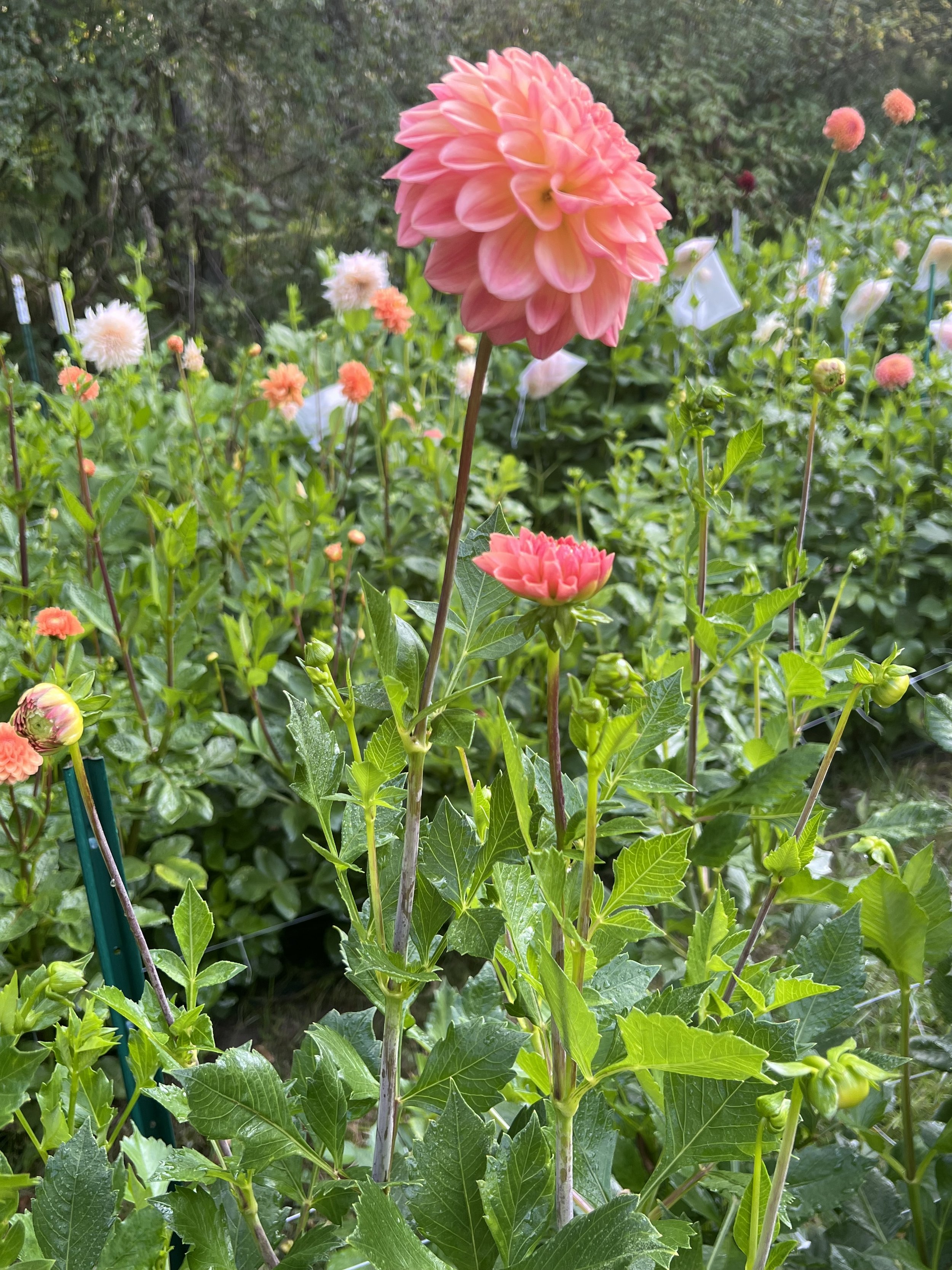 IMG_3052.jpeg