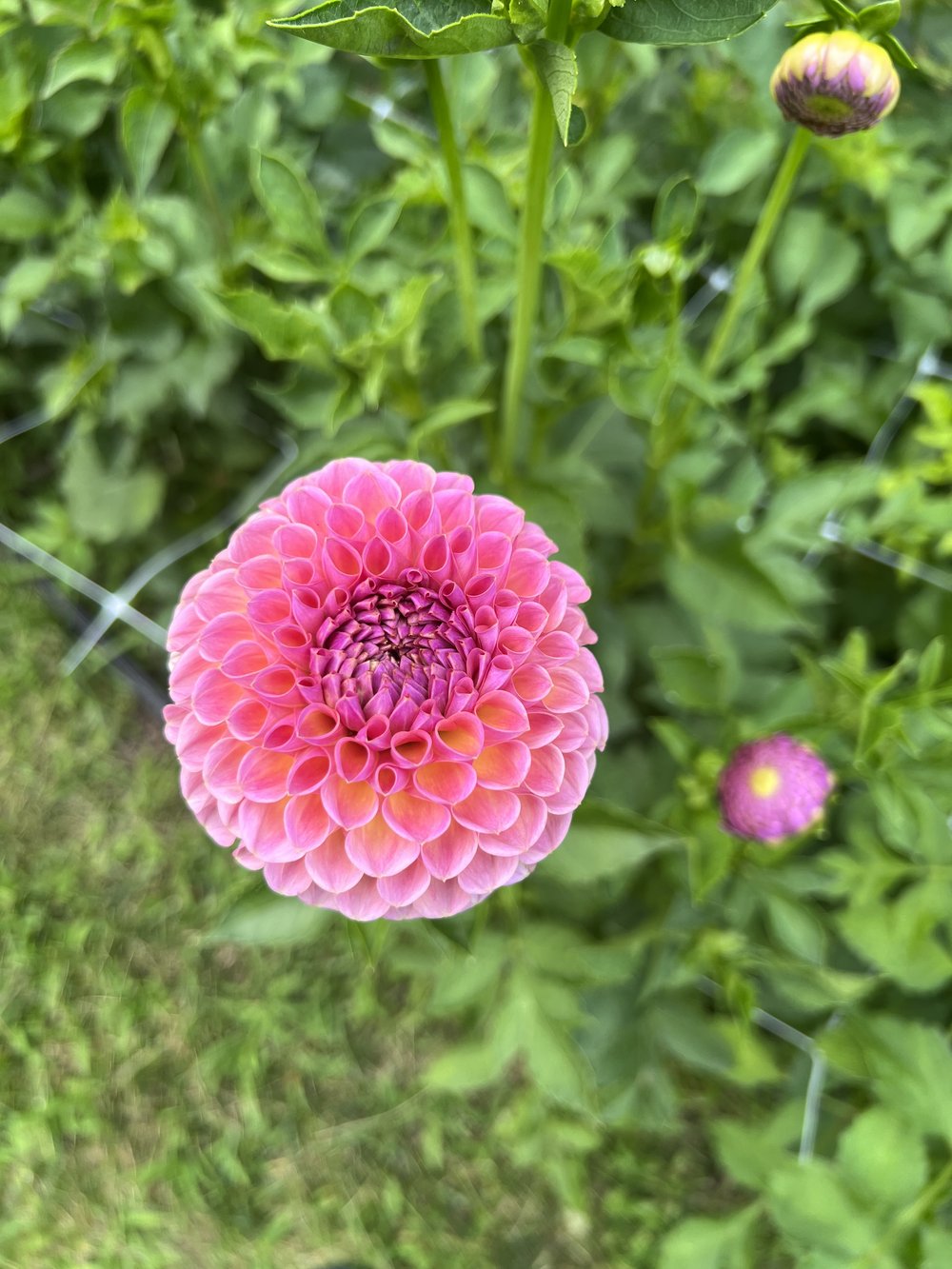 Farm Fresh local honey bee decor for the home – Backyard Dahlia