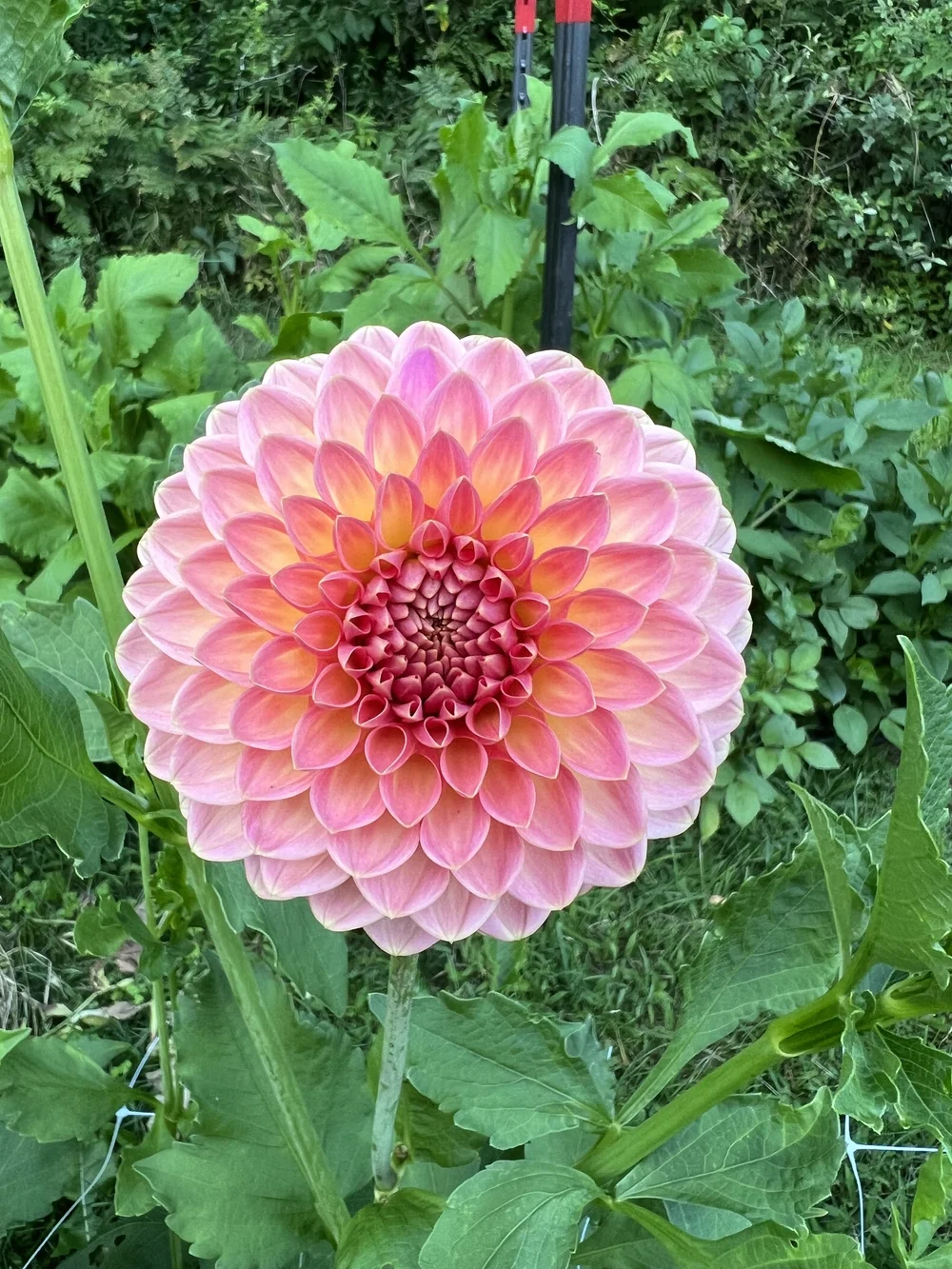 Dahlia Hillcrest Suffusion — Sweet Bee Flower Farm LLC