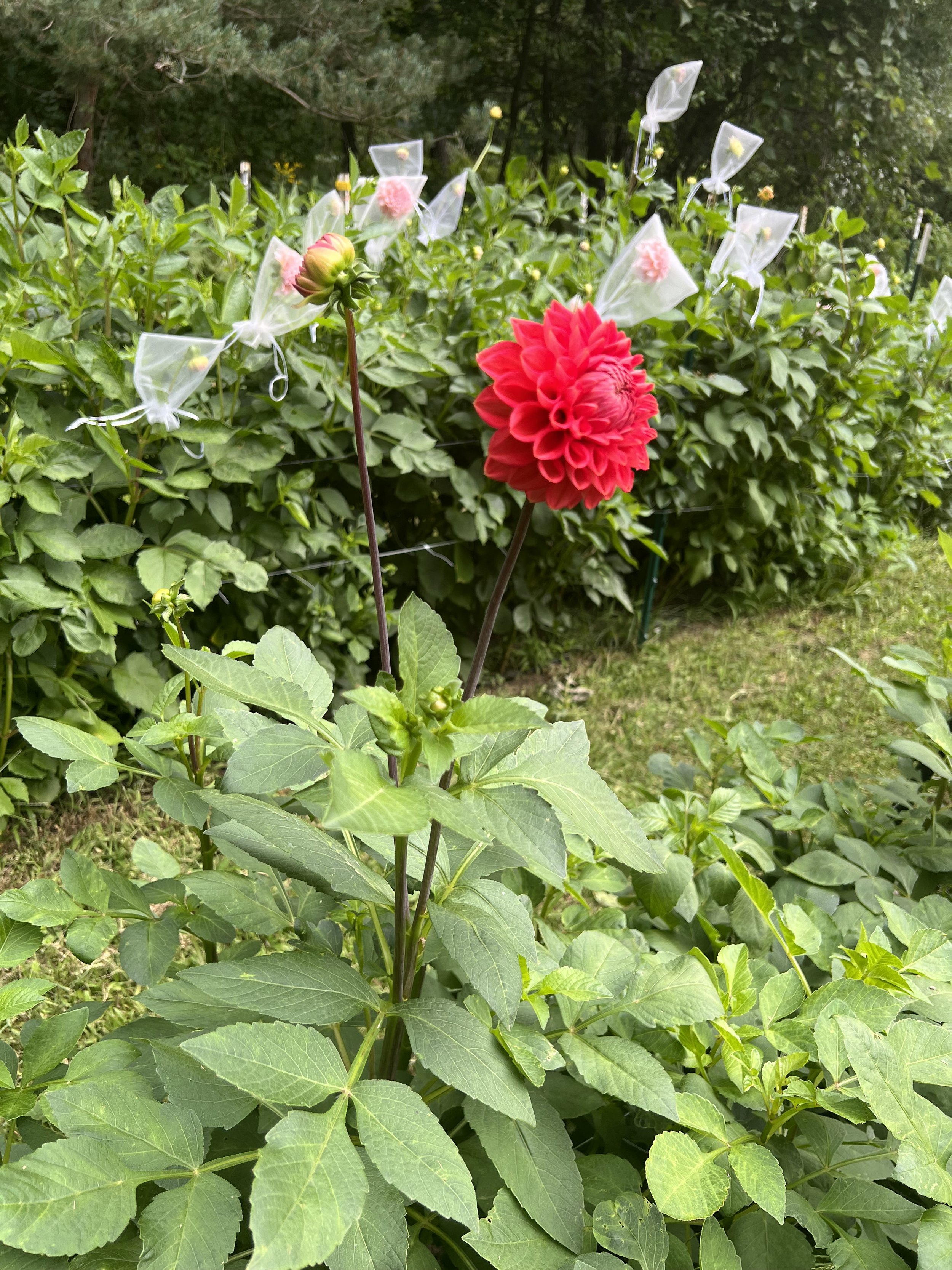 IMG_2679.jpeg