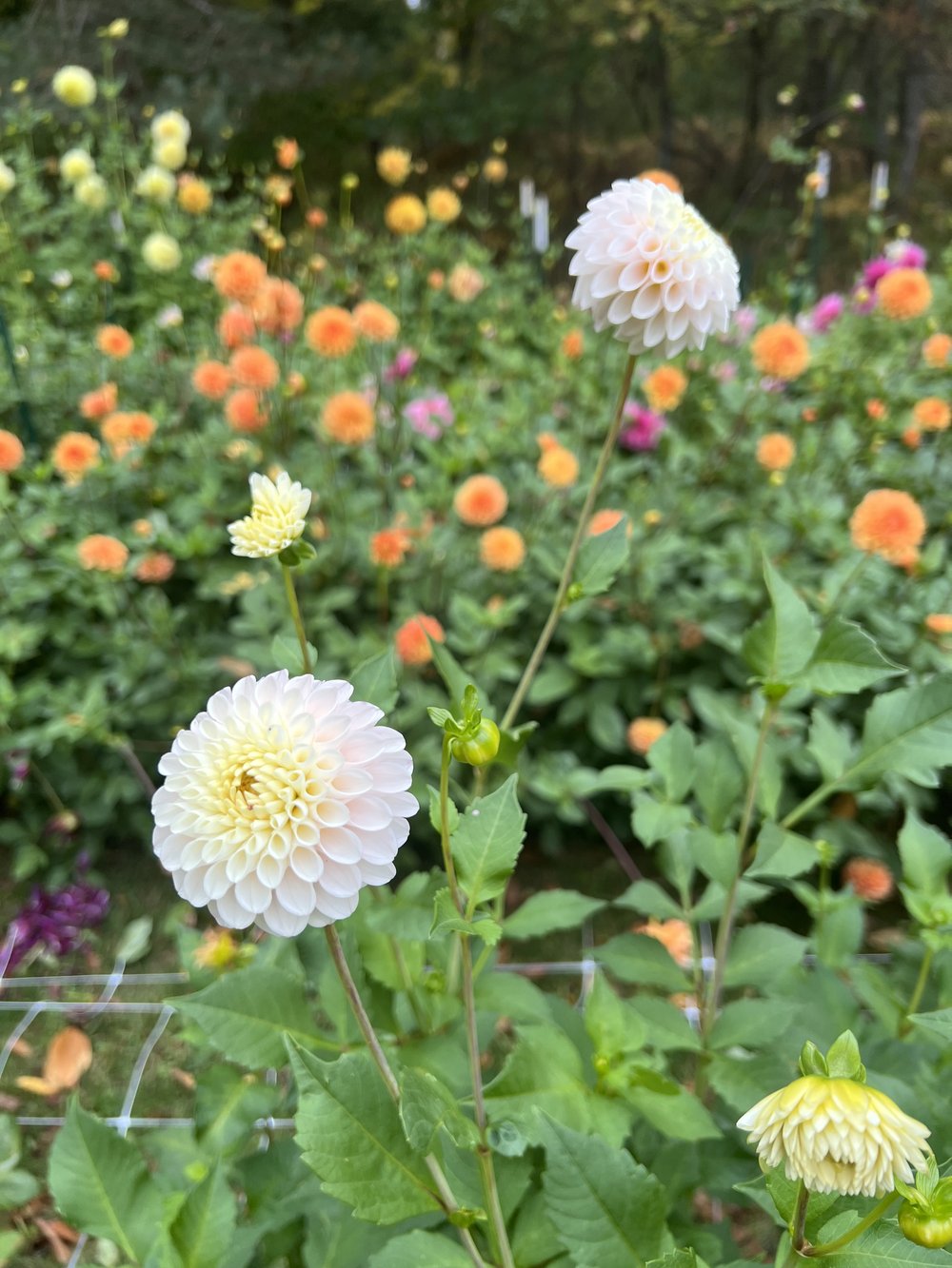 Farm Fresh local honey bee decor for the home – Backyard Dahlia