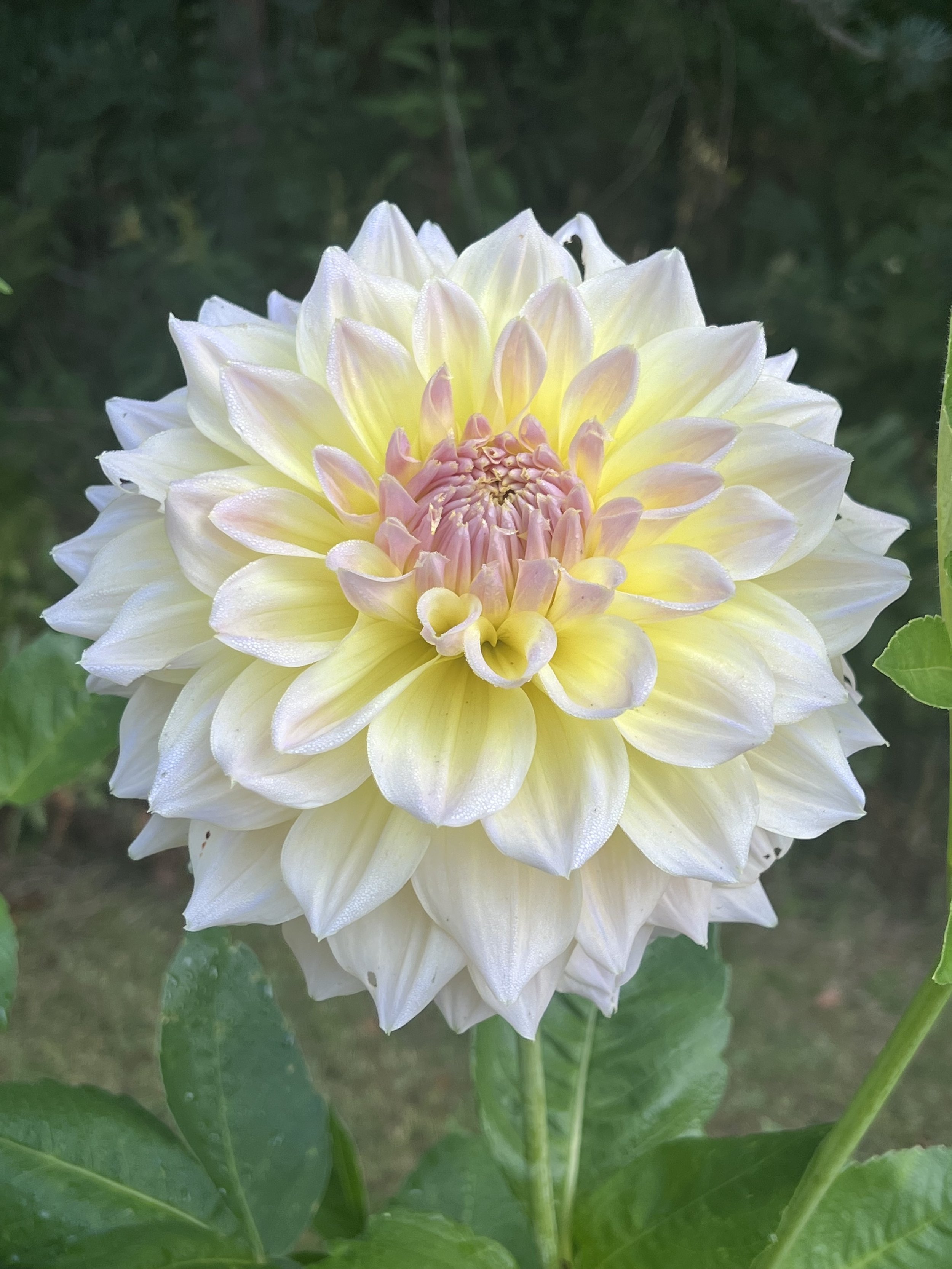 Dahlia Tuber Westerton Lillian
