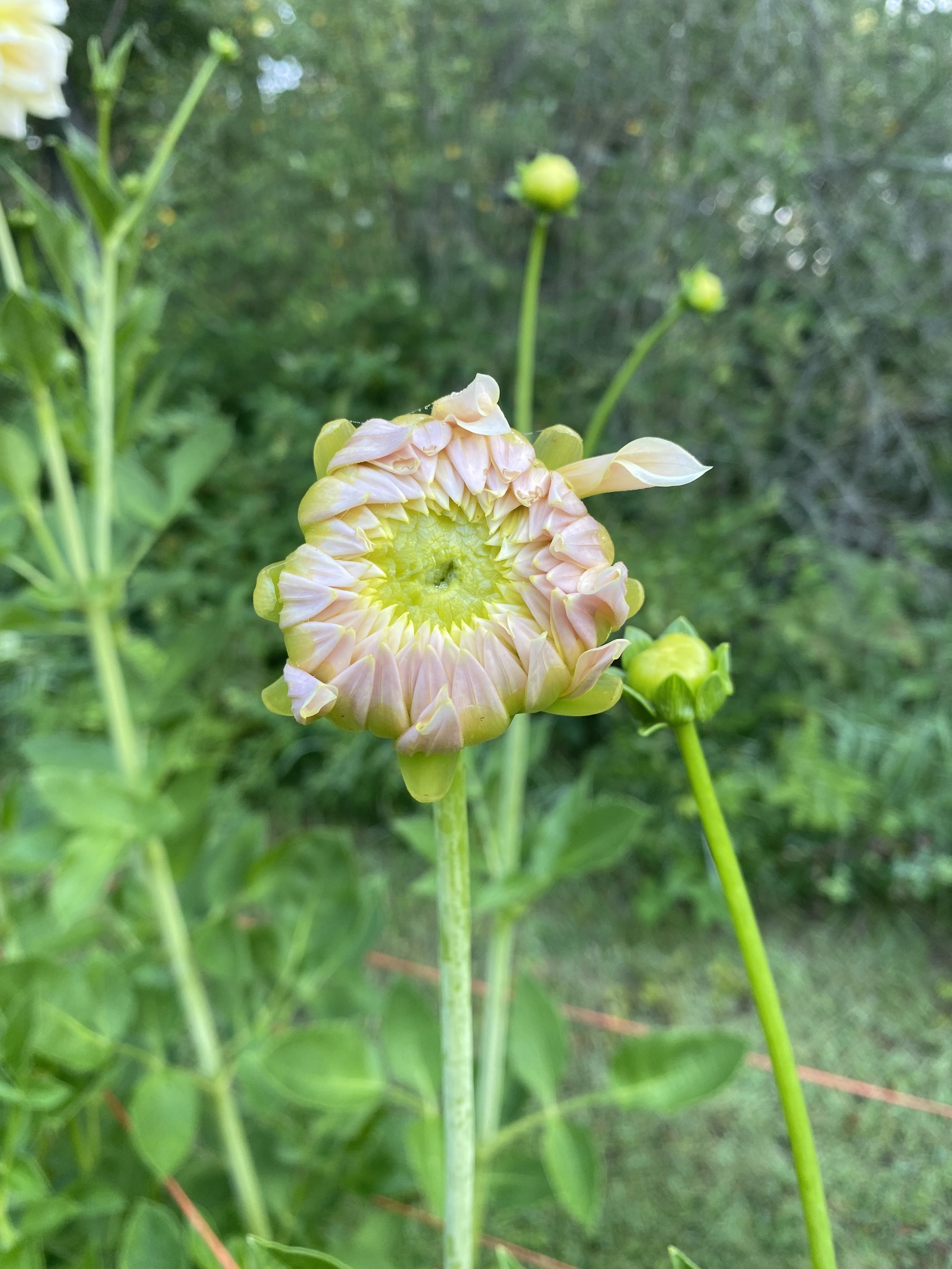 IMG_1327.jpeg