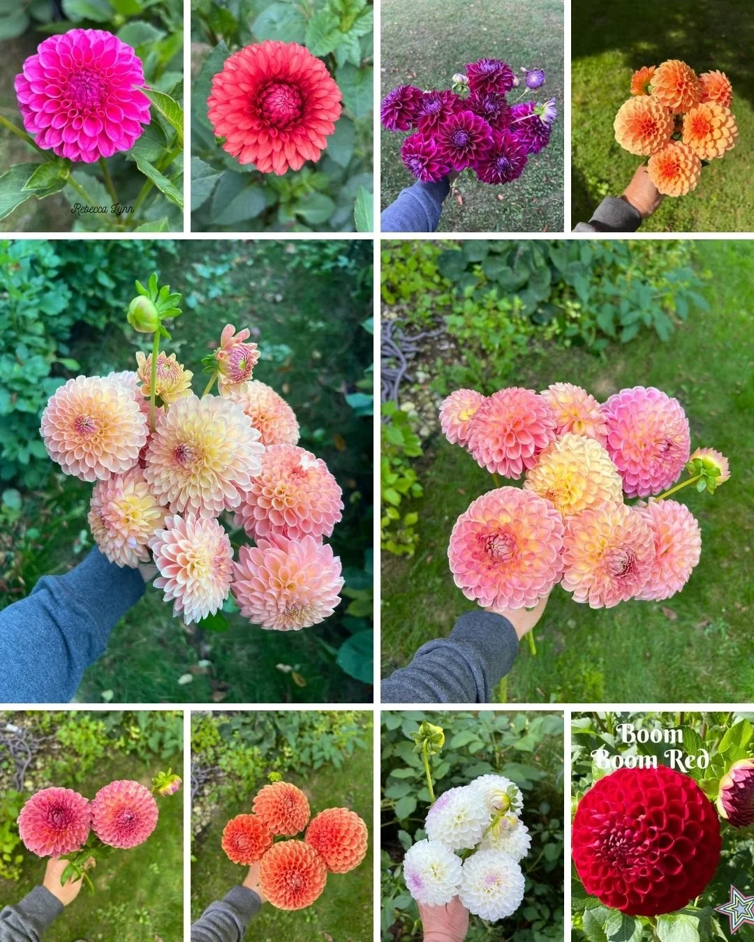 Dahlia Bouquet Bundle