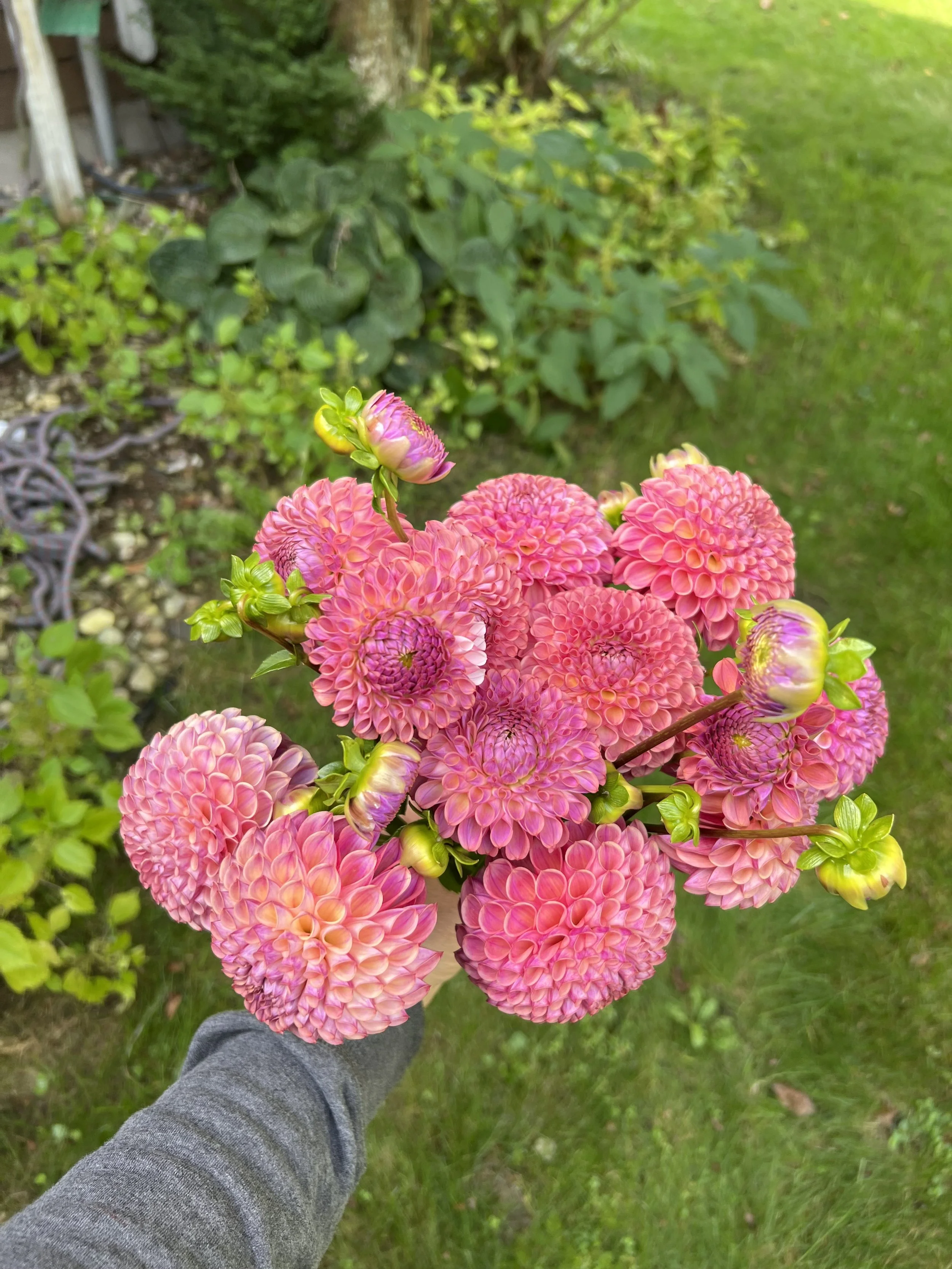 Dahlia Tuber Caitlyn's Joy