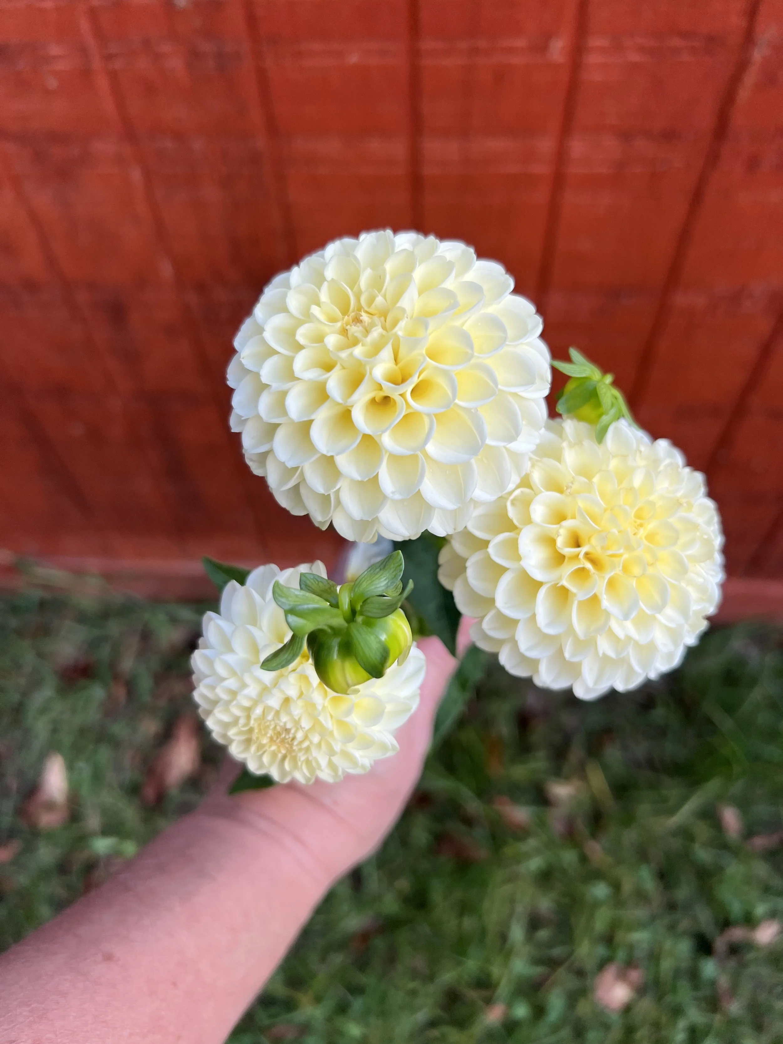 Dahlia Tuber Creamy