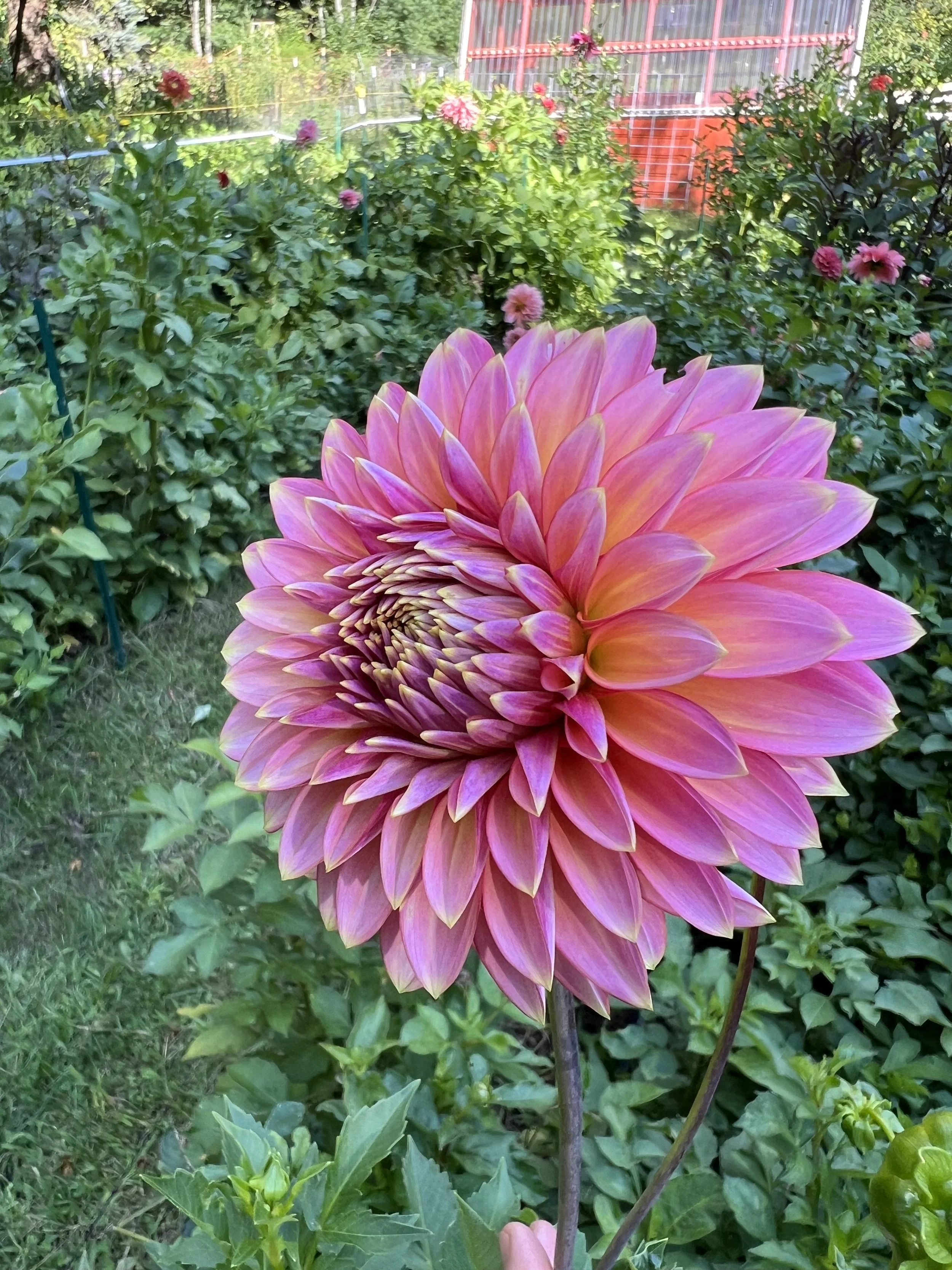 NEW THIS YEAR! Bloomquist Mojo