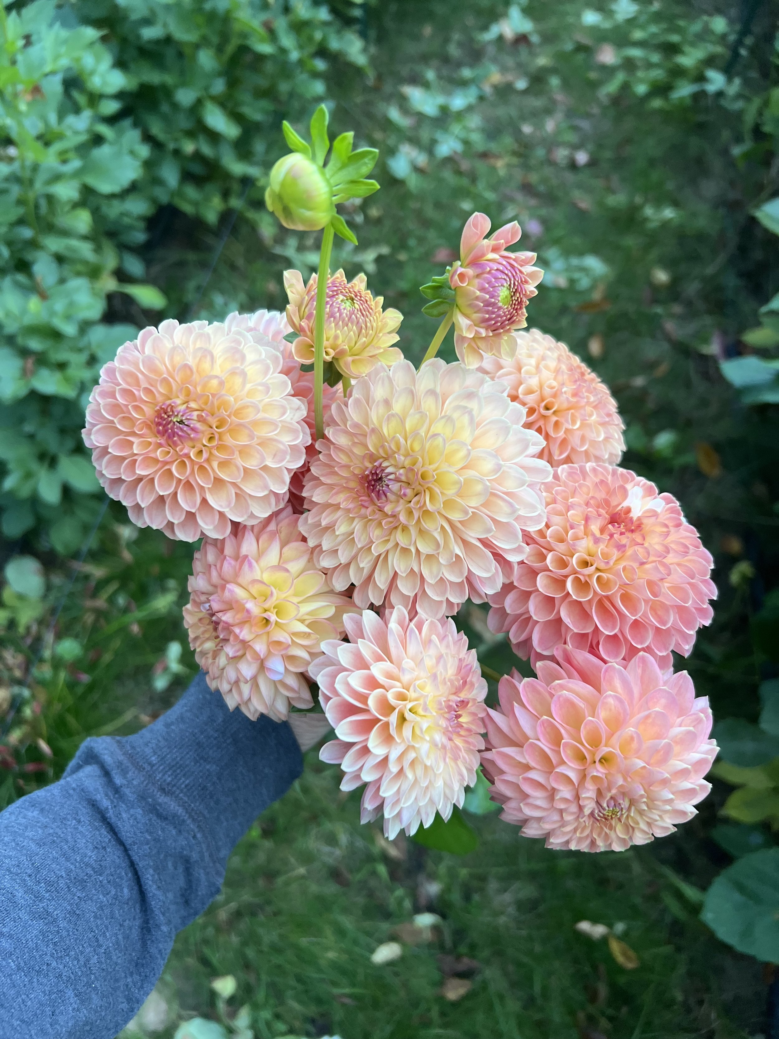 Dahlia Tuber Jowey Nicky