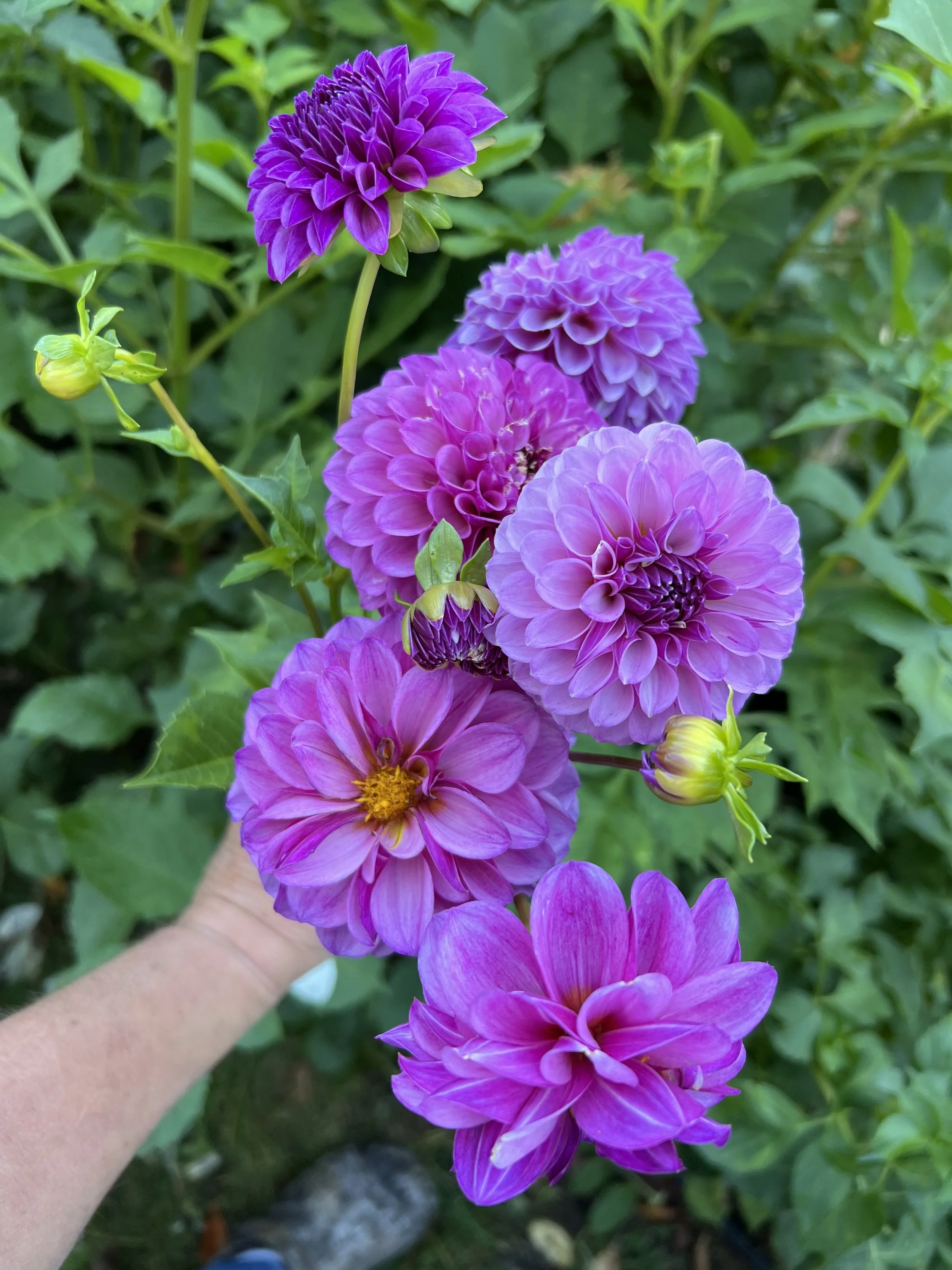 NEW THIS YEAR! Dahlia Tuber Robann Royal
