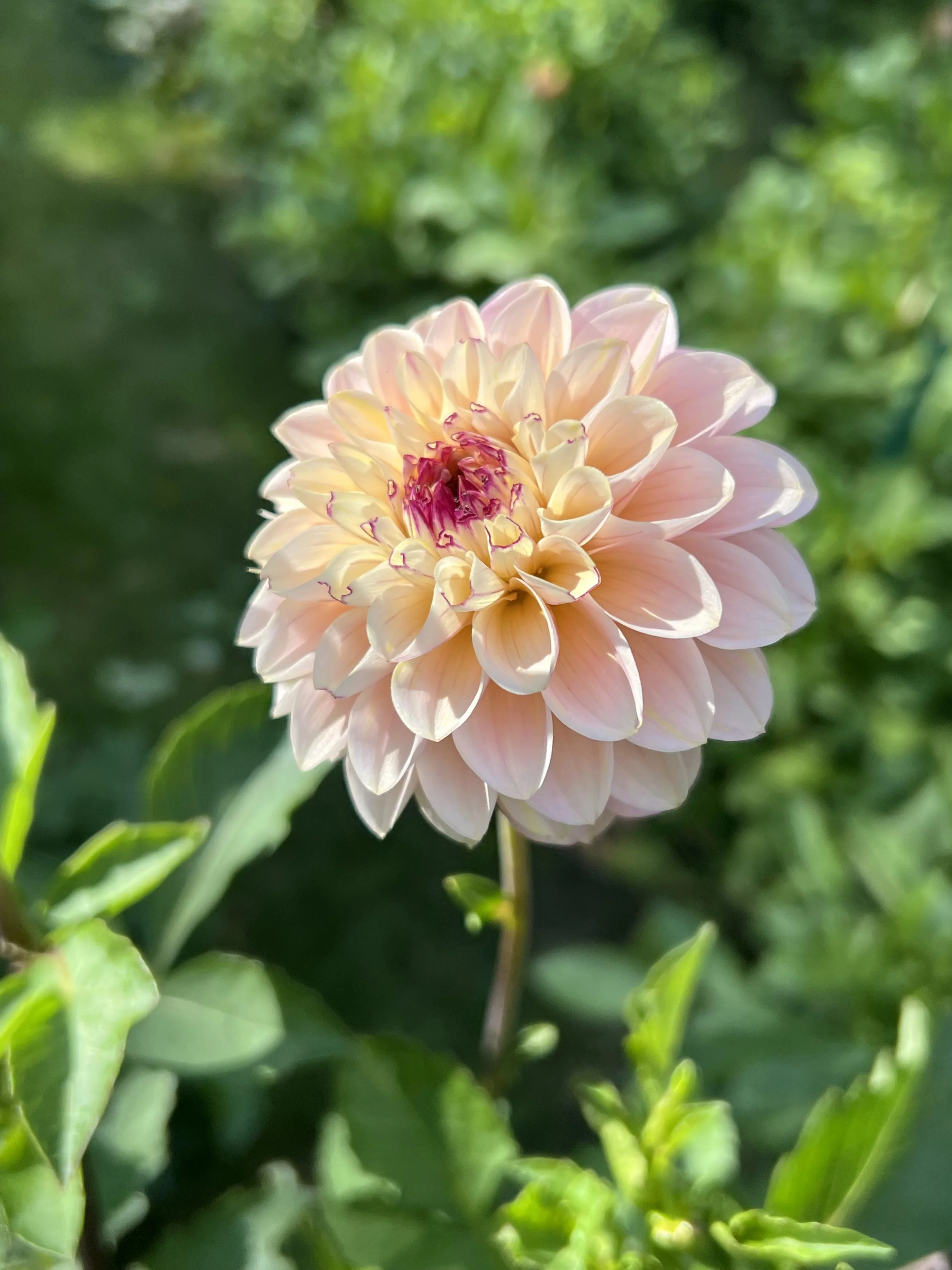 Dahlia Tuber Wine Eyed Jill