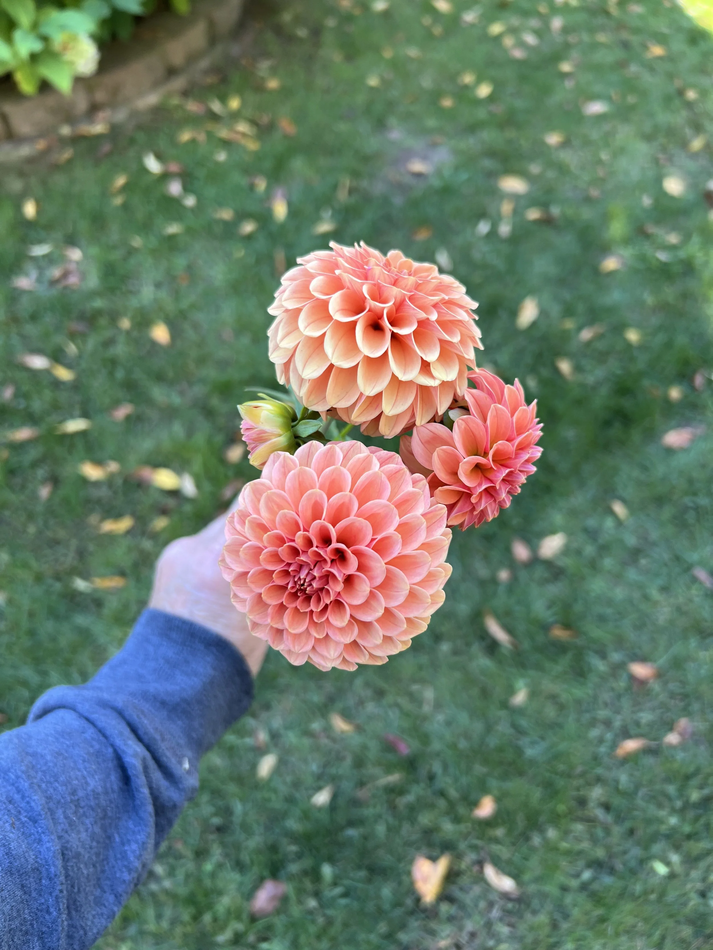 Dahlia Tuber Rose Toscano