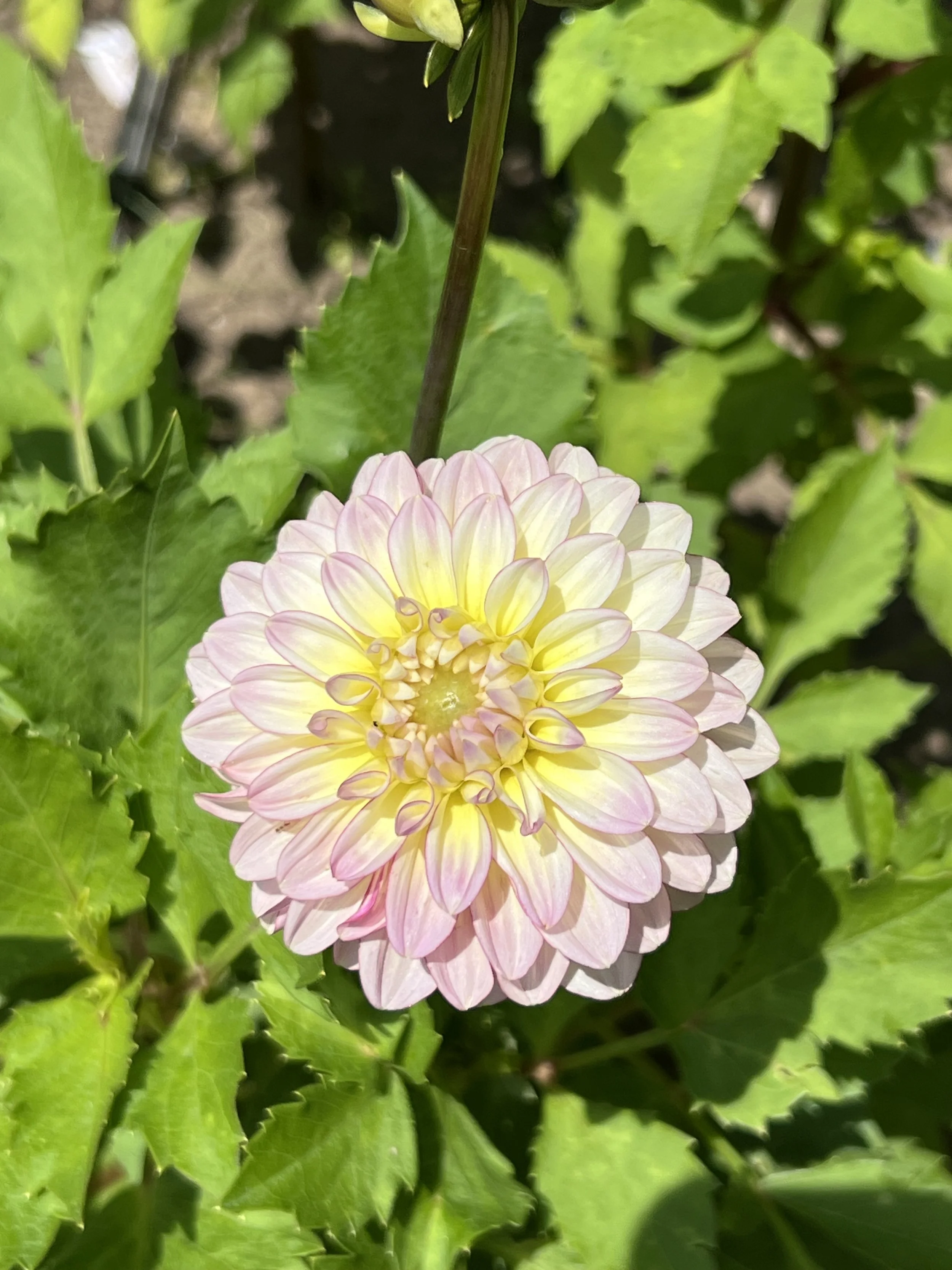 Coming 2026 - Skipley Moonglow