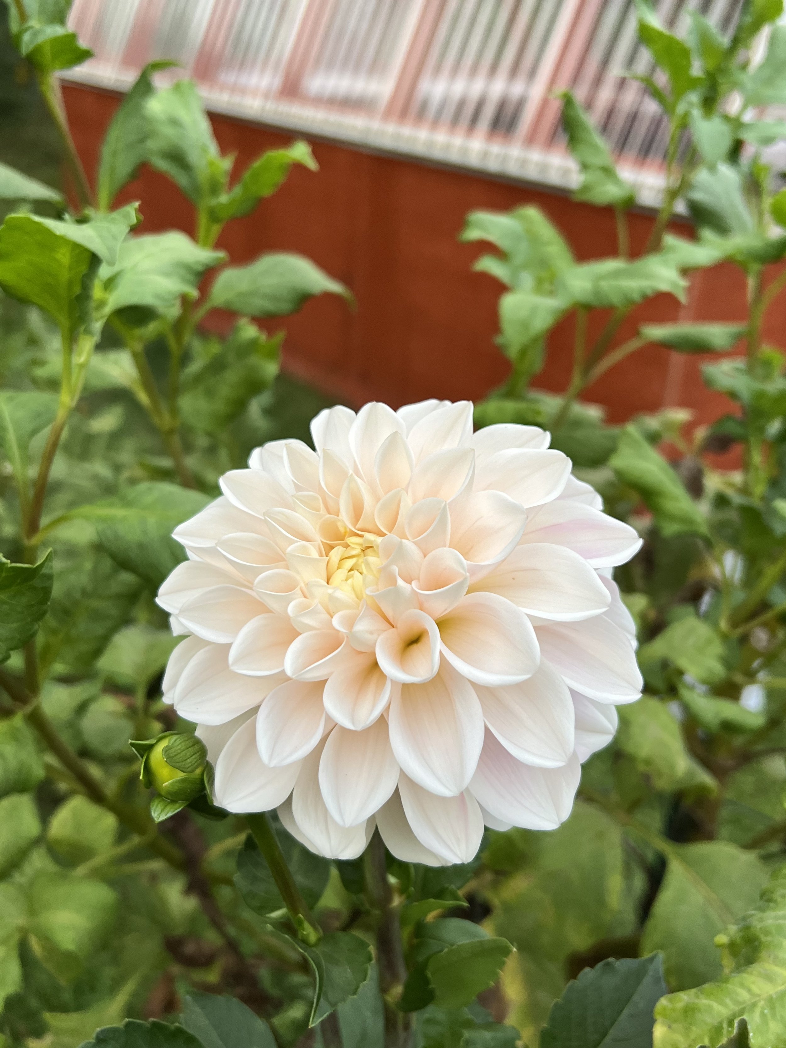 Dahlia Tuber Sweet Bee Flower Farm Maddie's Unicorn - One tuber per household.