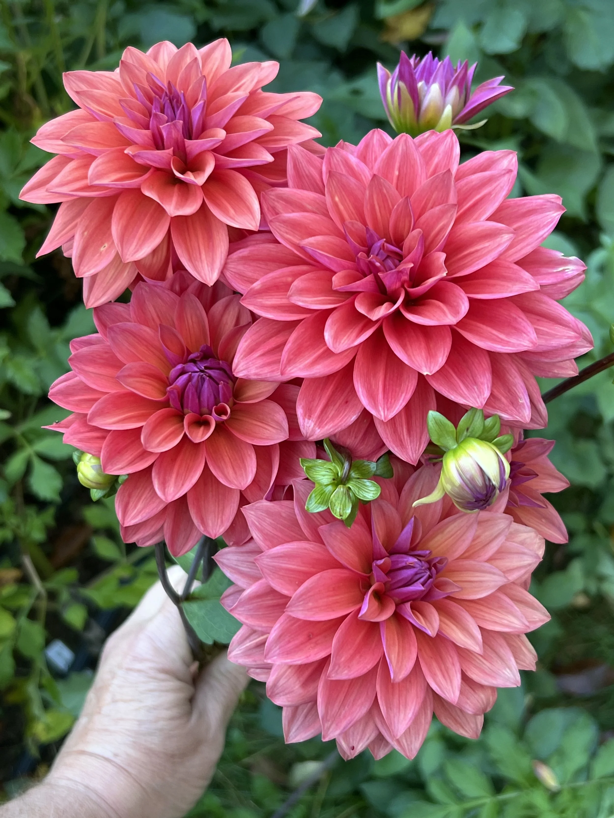 Coming 2026 - American Dawn