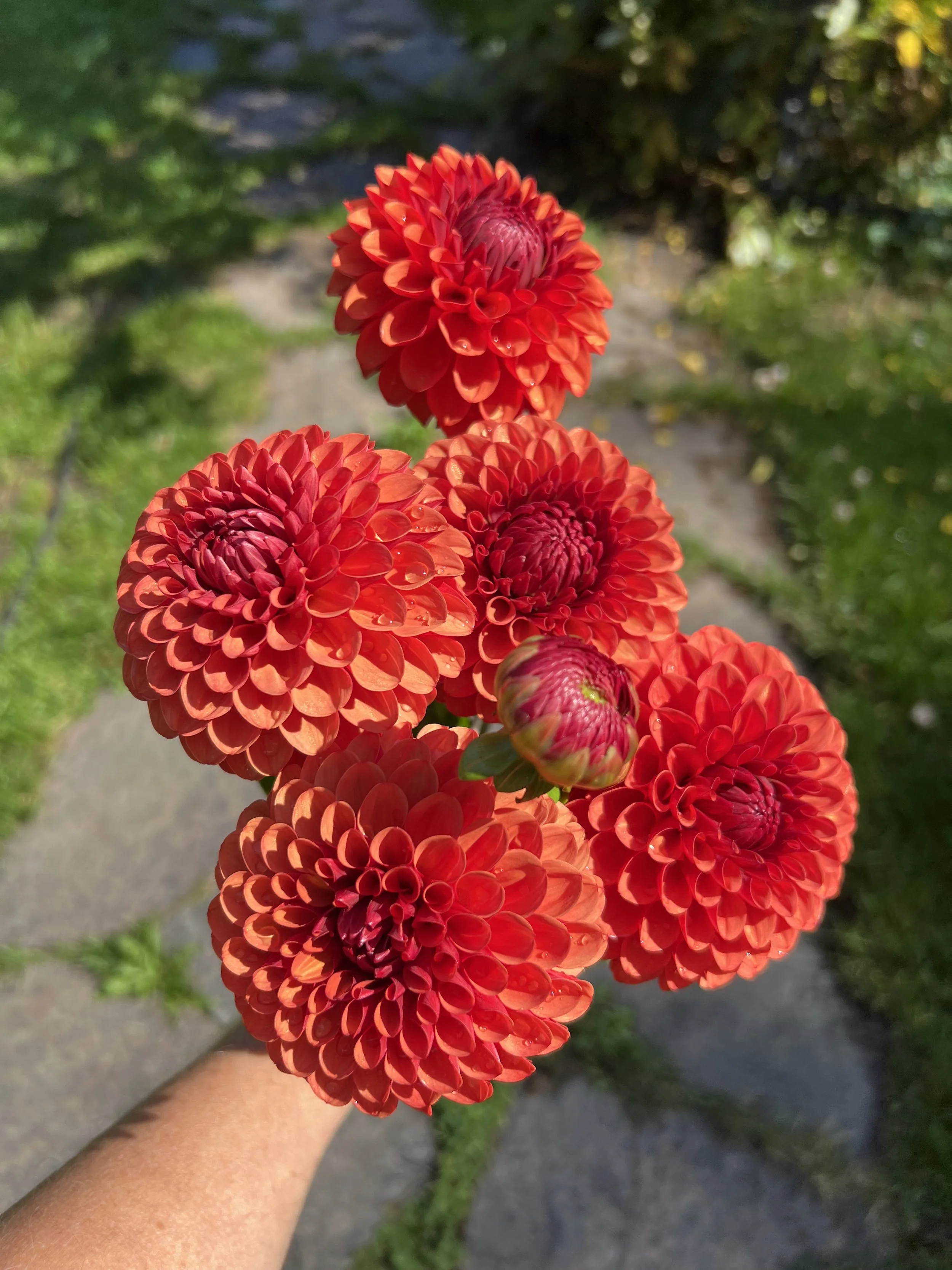 Dahlia Tuber Brown Sugar