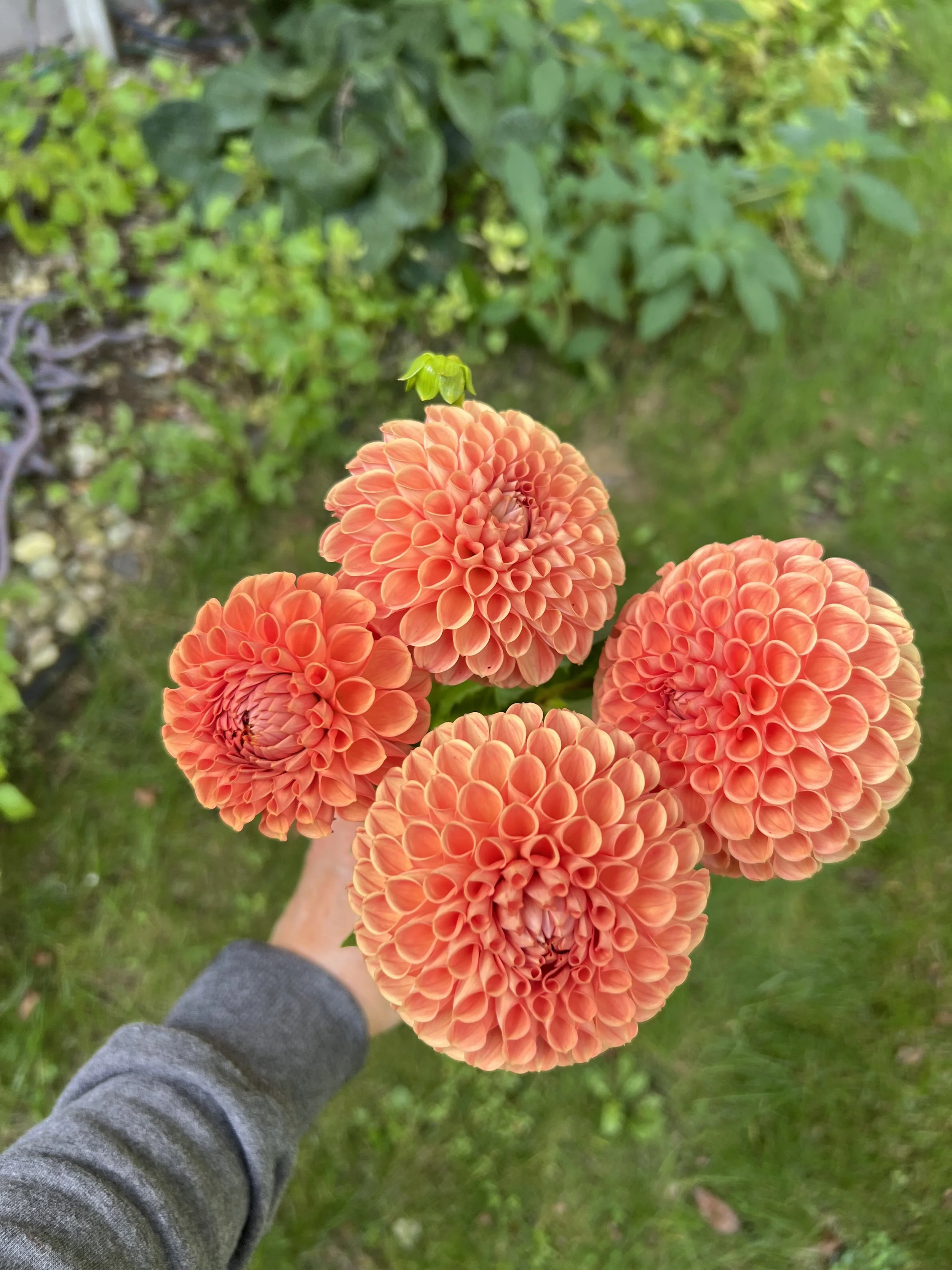 Dahlia Tuber Cornel Bronze