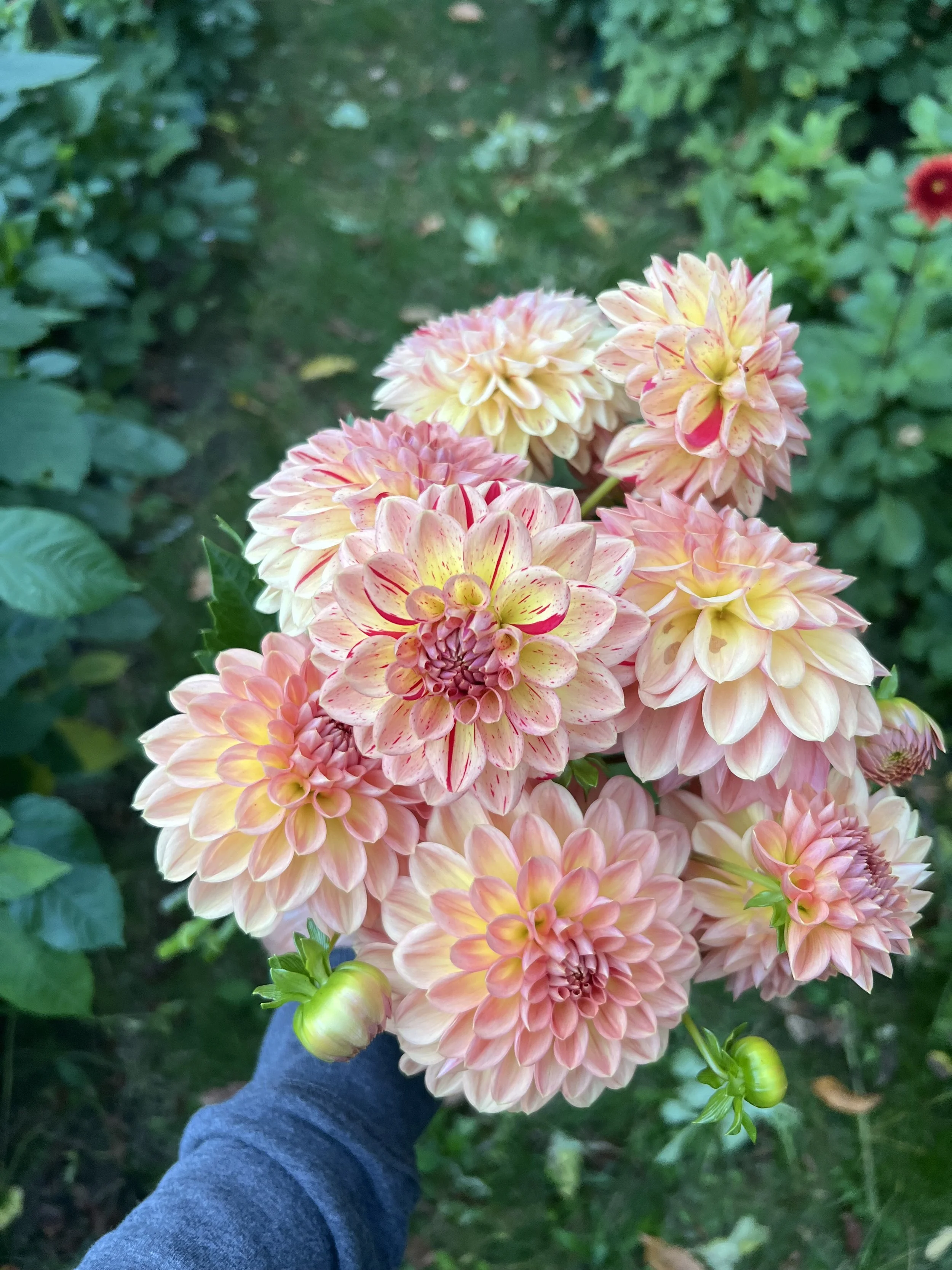 5 Lark's Ebbe Dahlia Tubers