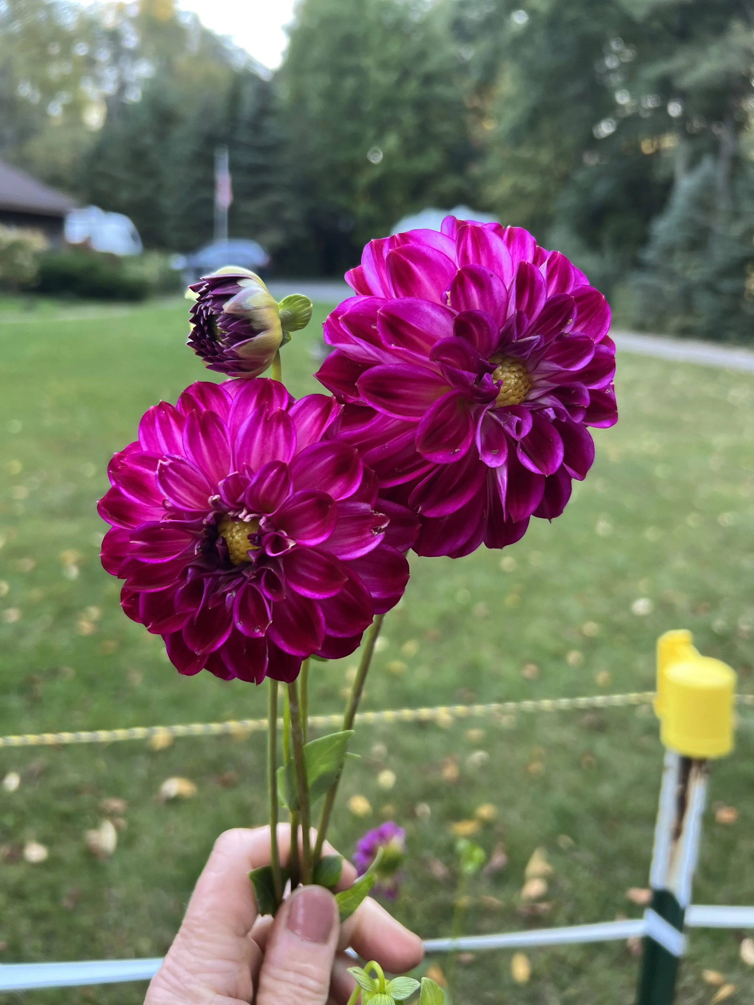 NEW THIS YEAR! - Dahlia Tuber Tootles
