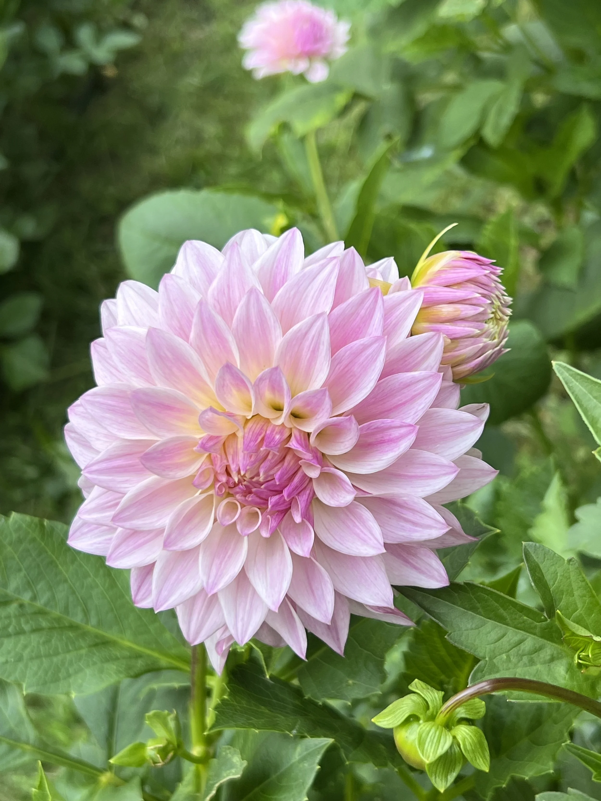 Dahlia Tuber Bloomquist Compare