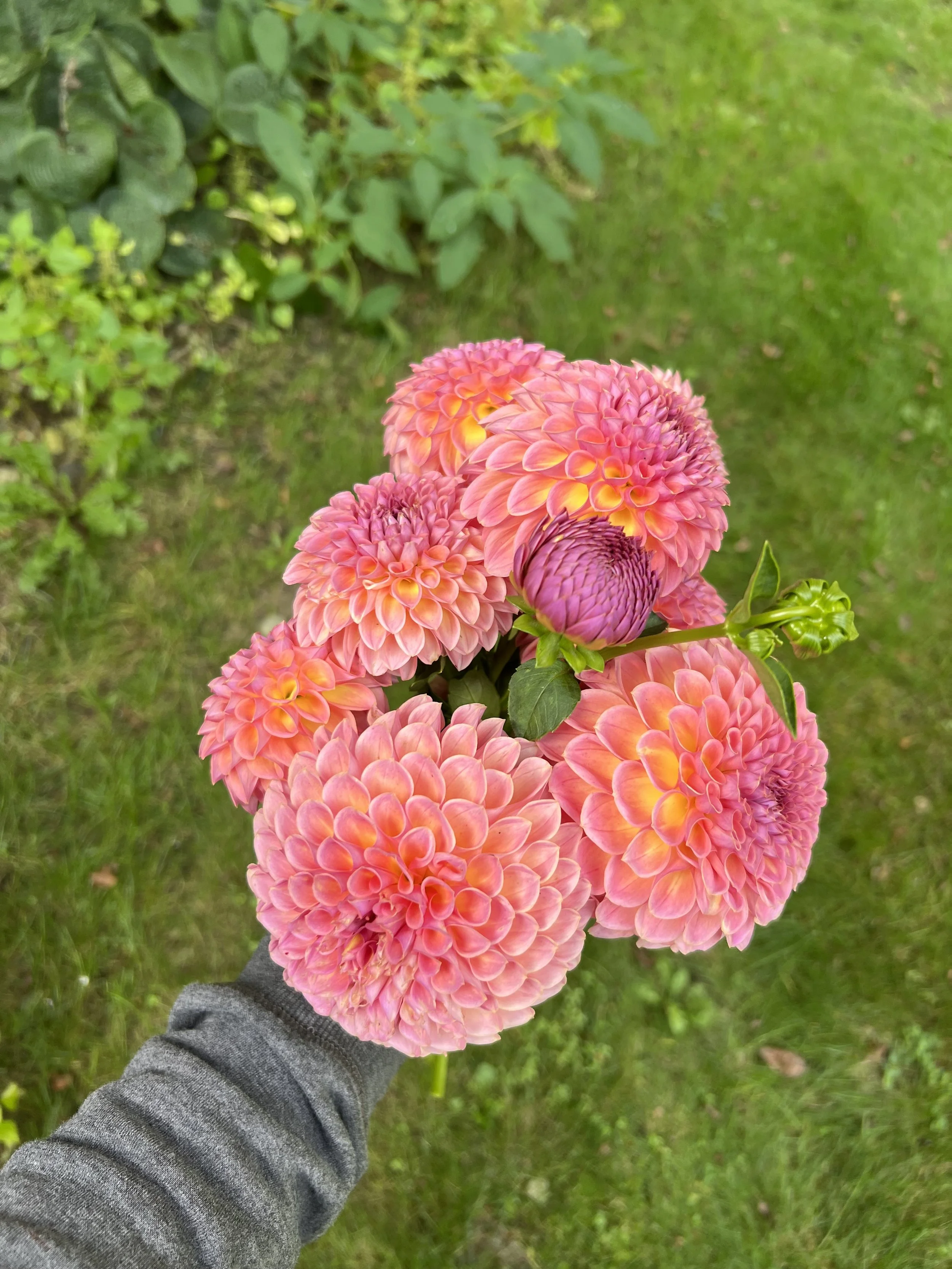 NEW THIS YEAR! - Dahlia Tuber Jowey Winnie