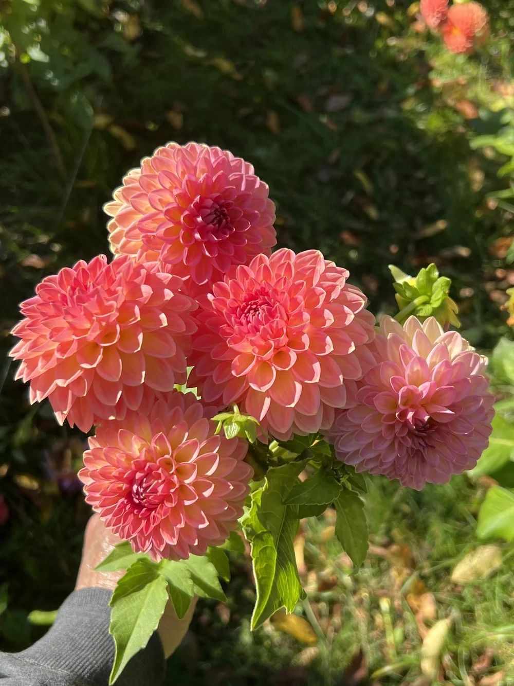 Dahlia Hillcrest Suffusion — Sweet Bee Flower Farm LLC