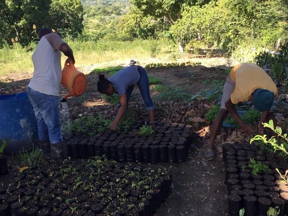 Planting Staff