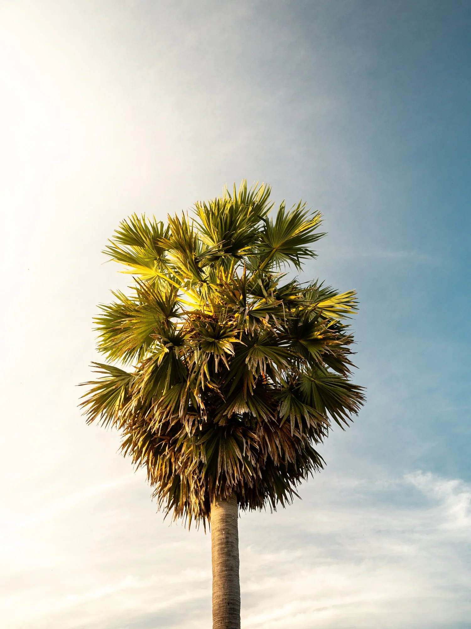 Laos-palm-tree.jpg