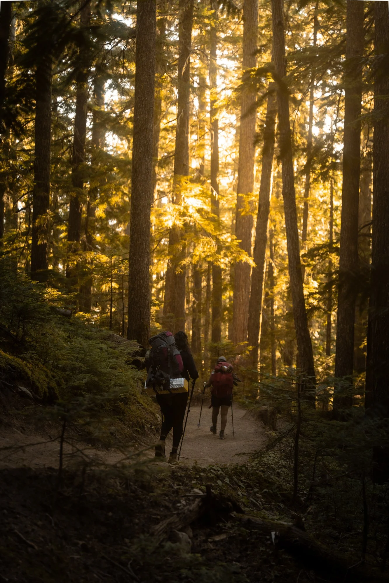 Two hikers with backpacks and trekking poles walking on a trail to Taylor Meadows, Garibaldi Provincial Park, through a sunlit forest with tall trees and dense foliage.