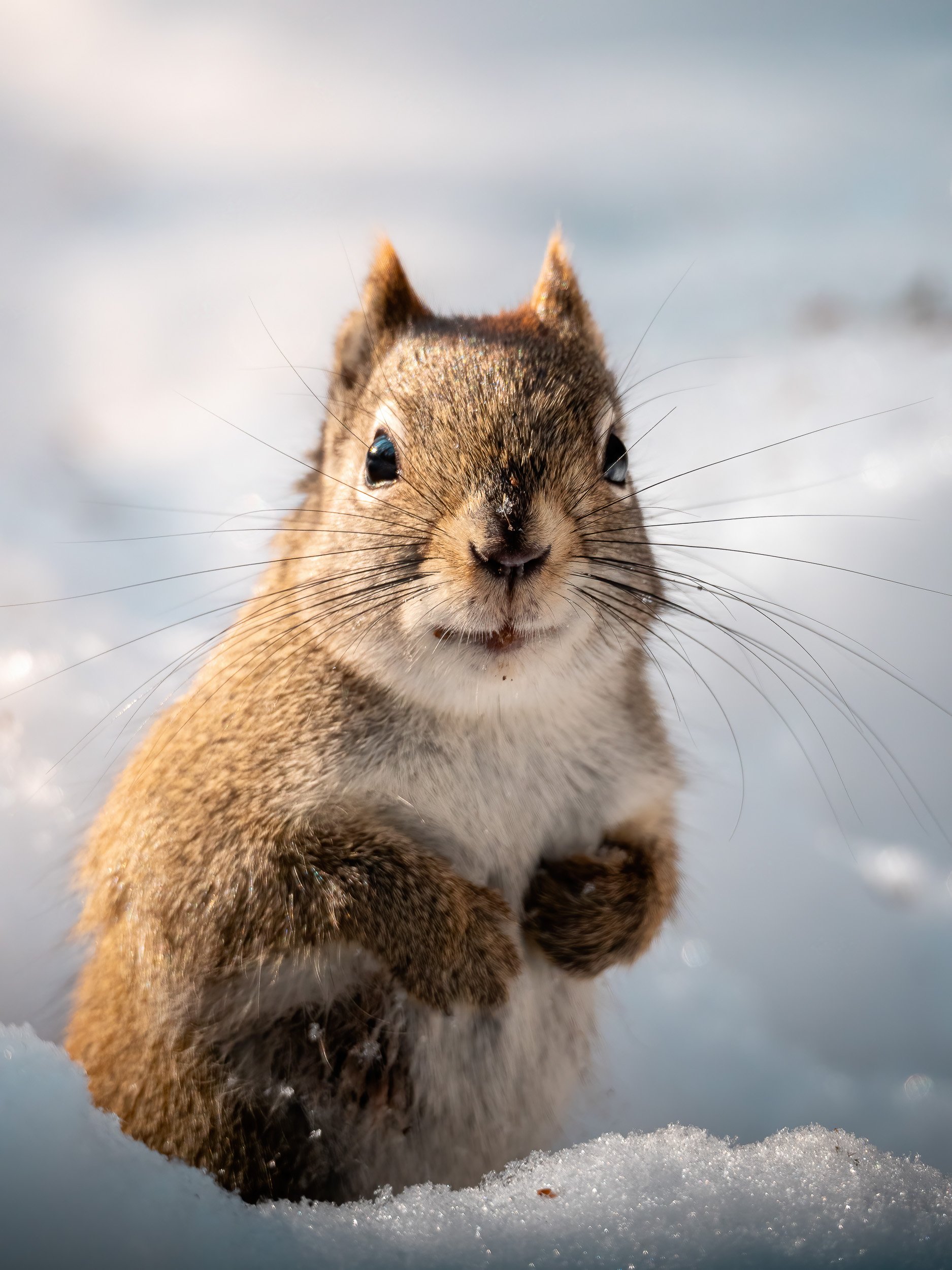 Redsquirrelinthesnow- Print File.jpg