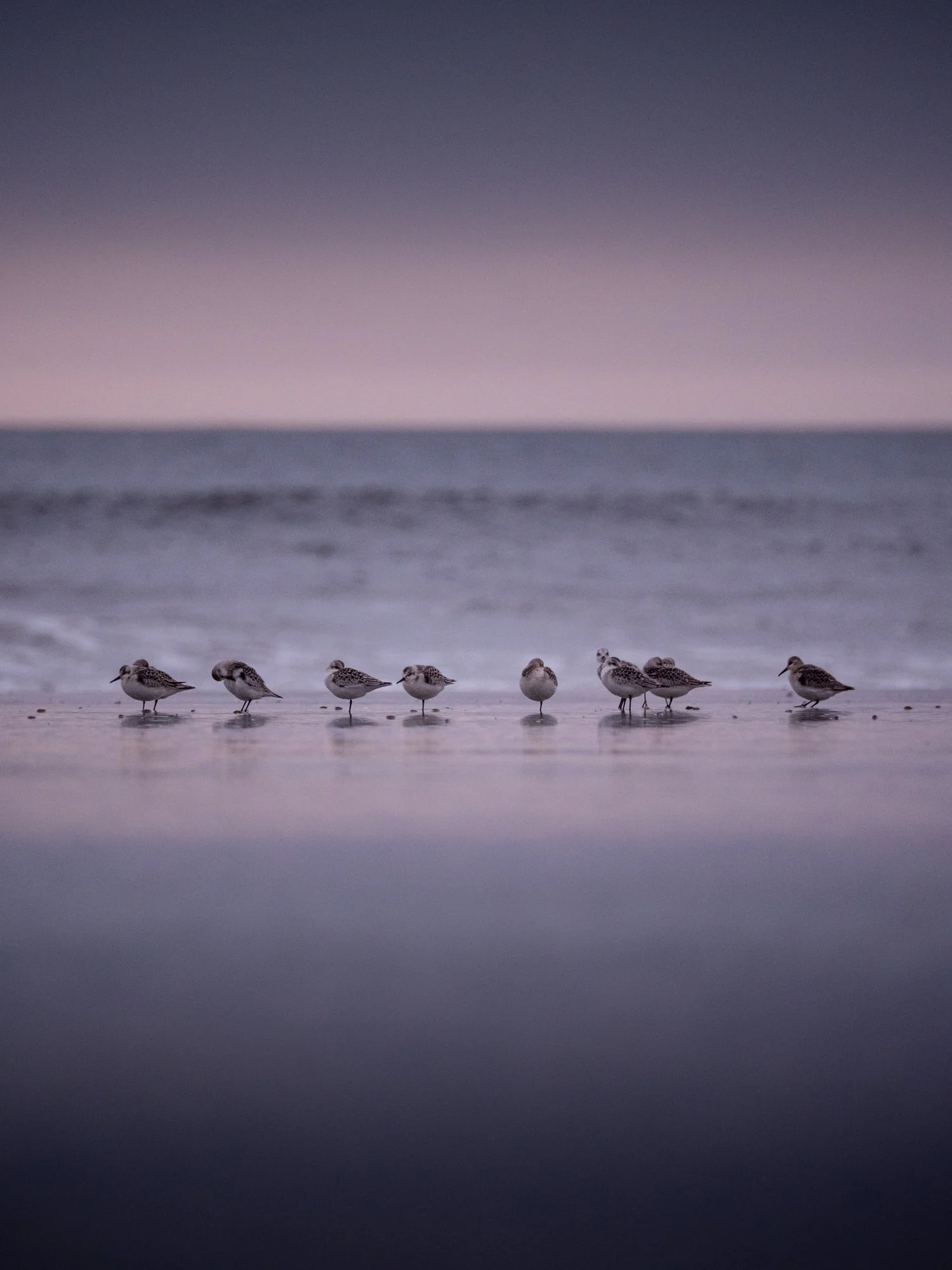 British-Columbia-Coastline-Sand-Pipers.jpg