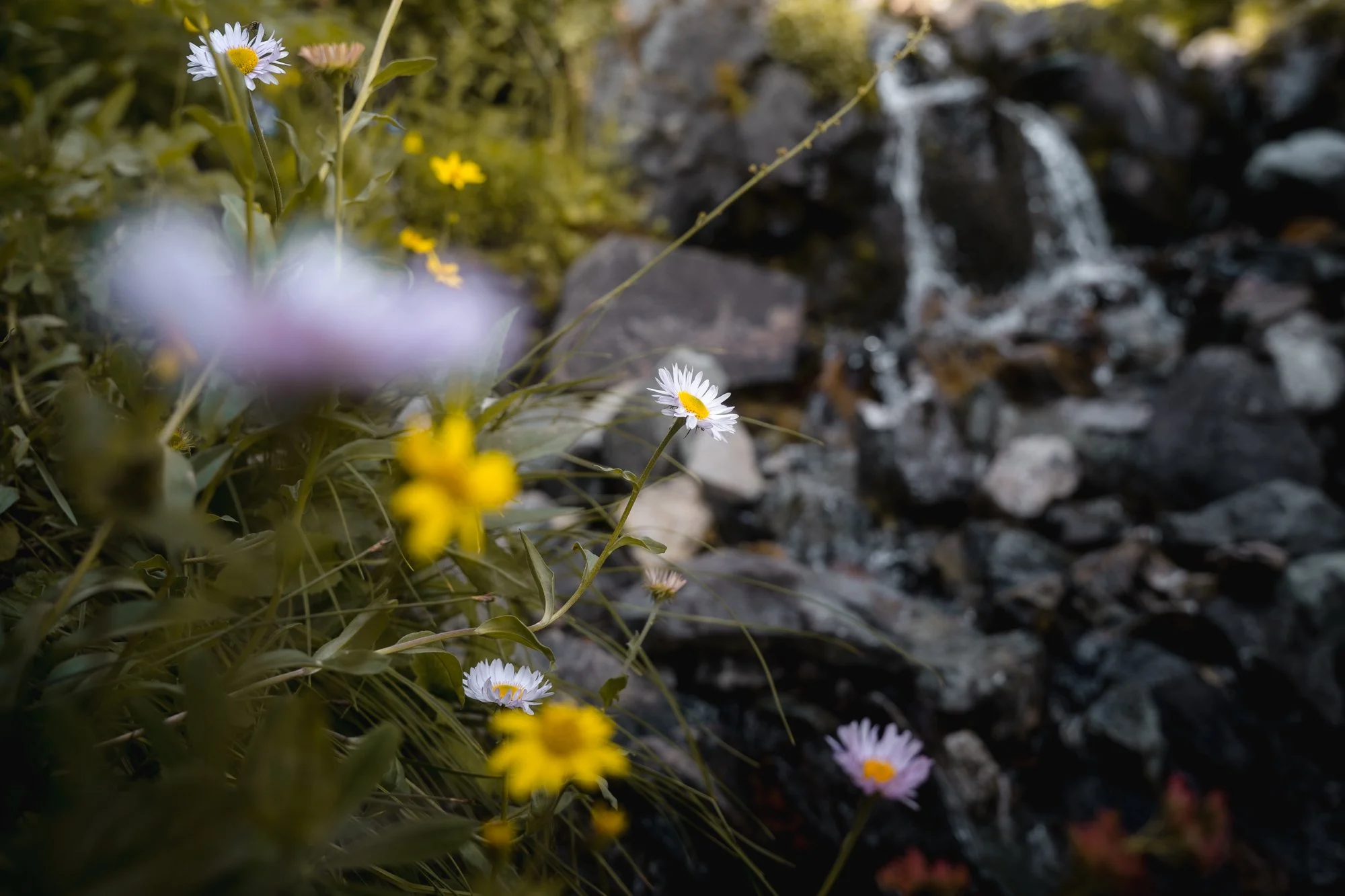 Garibaldi-park-mountain-stream-flowers.jpg
