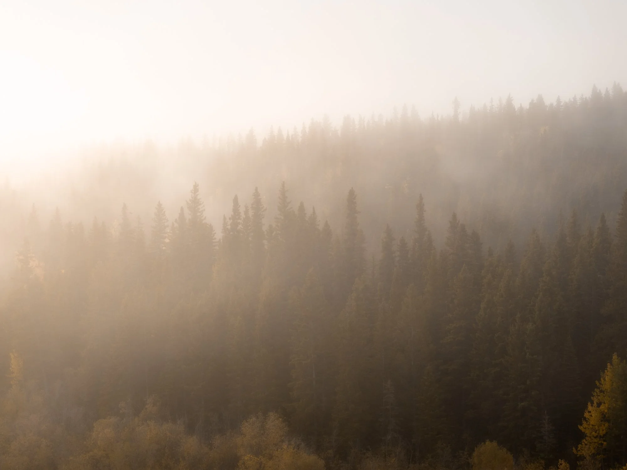 NWT-Fort-Simpson-Misty-Forest-Sunrise.jpg