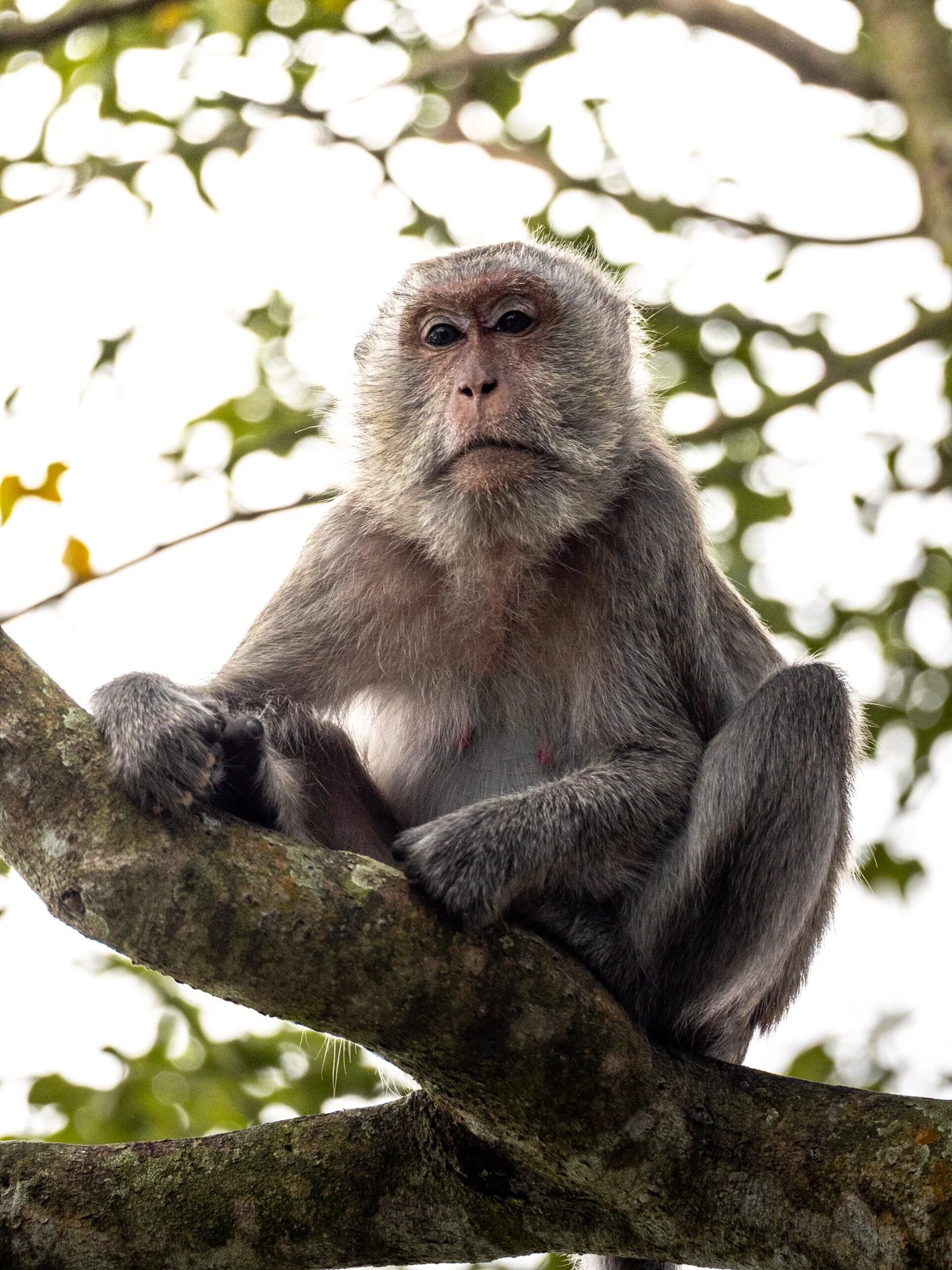 laos-macaques-monkey-wildlife-2.jpg