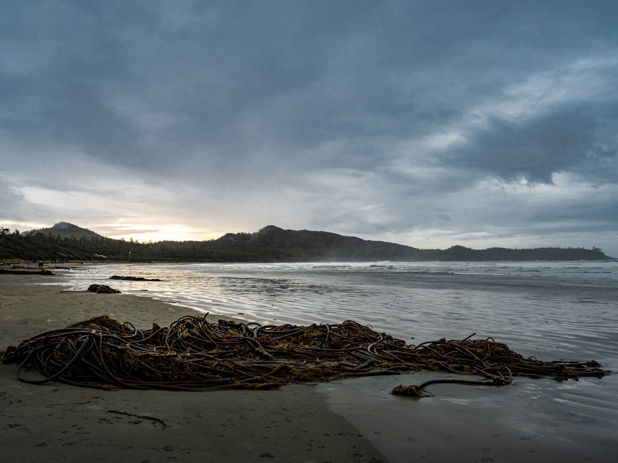BC-Tofino-Coastline-Beach-Kelp.jpg