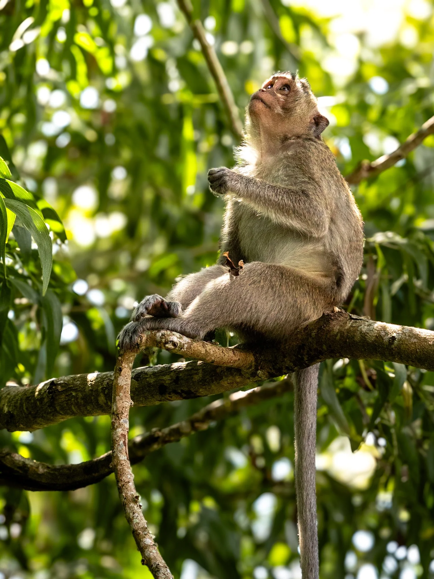 A young monkey perched on a tree branch in a lush green forest, looking upwards with a curious expression.