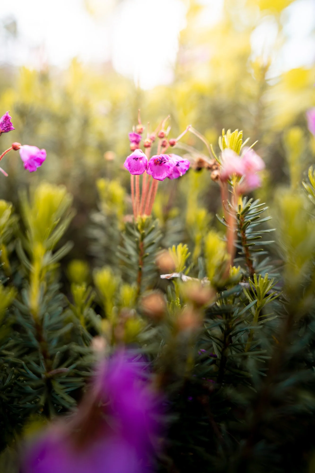 Garibaldi-park-elfin-lake-moutain-meadow-flowers.jpg
