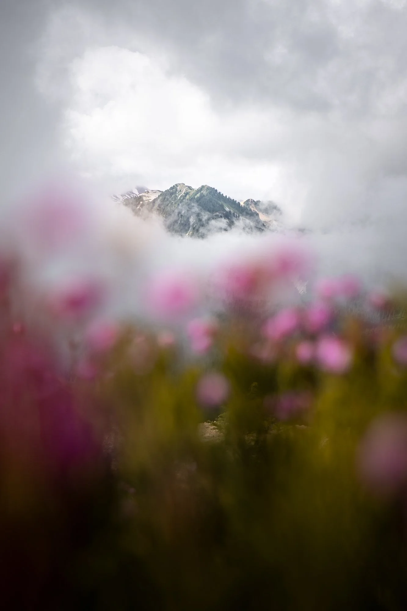 Garibaldi-park-mountains-cloudy-flowers.jpg