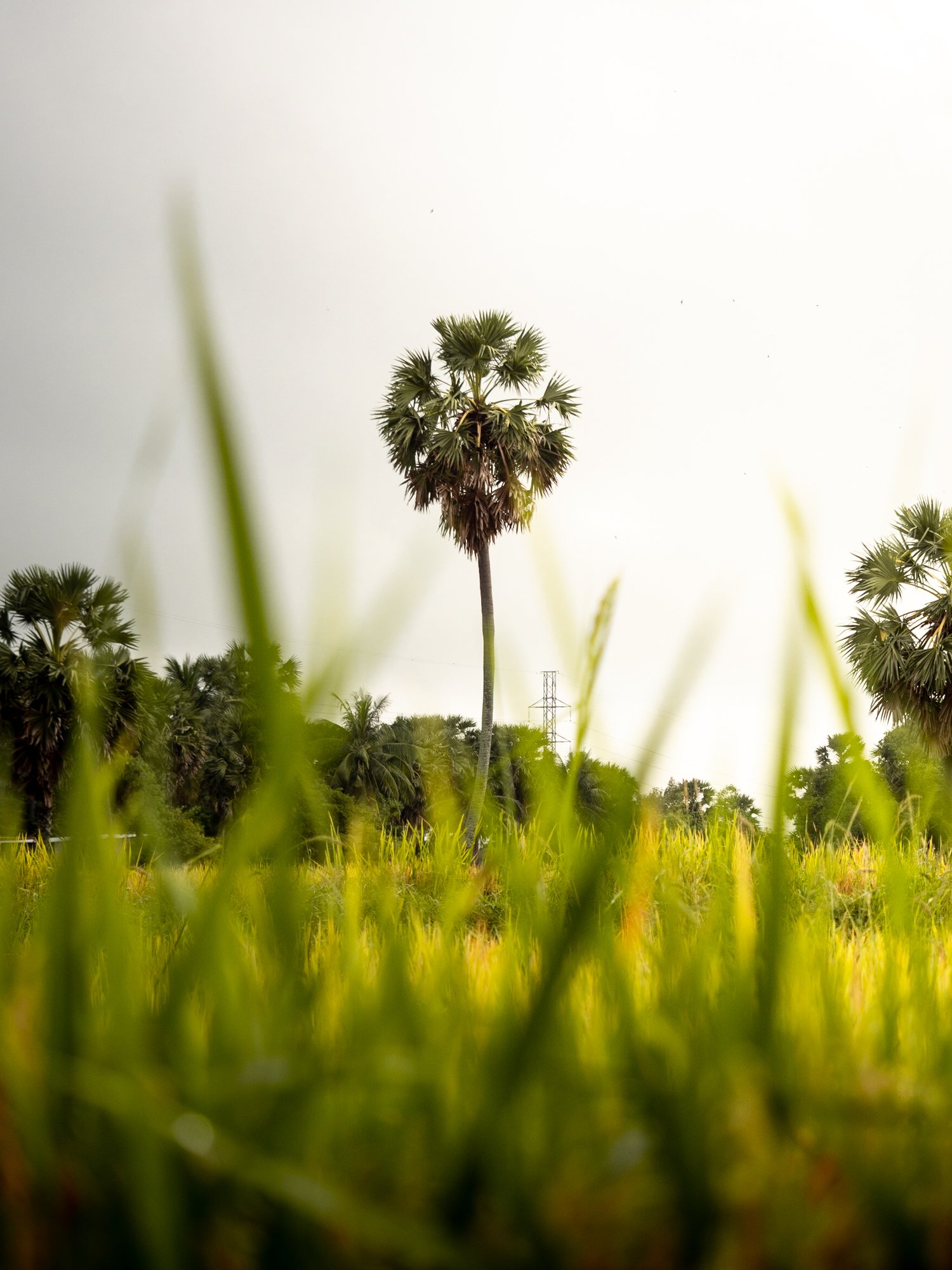 laos-rice-field-palm-tree.jpg