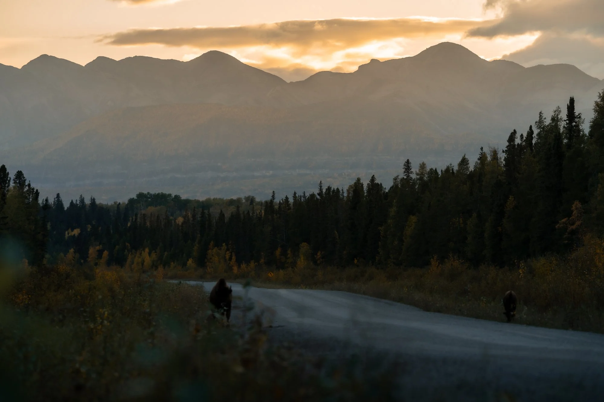 NWT-DehCho-Mountain-Sunset-Bison-2.jpg