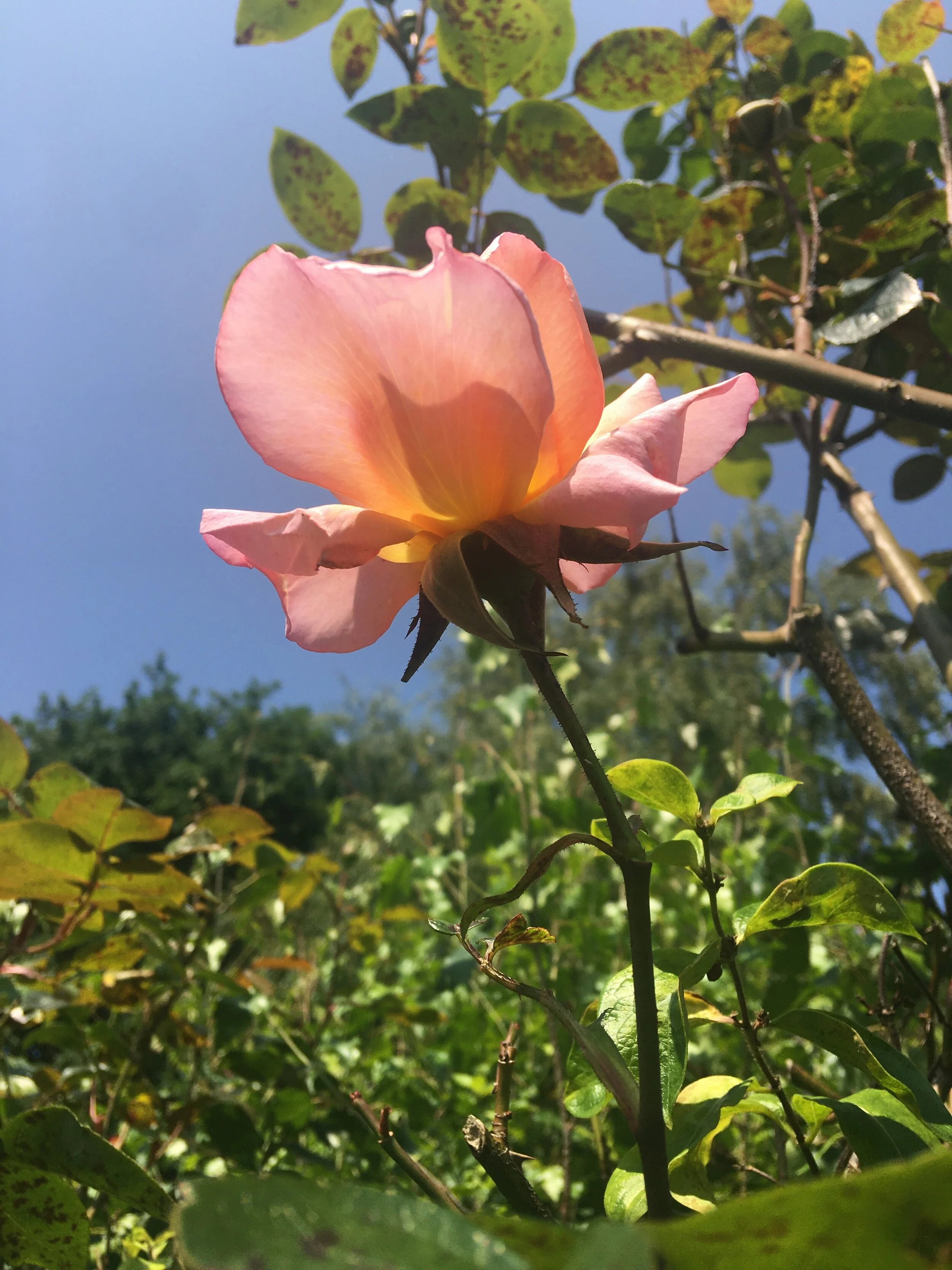 Mid Summer light in the garden 2020 by Paula