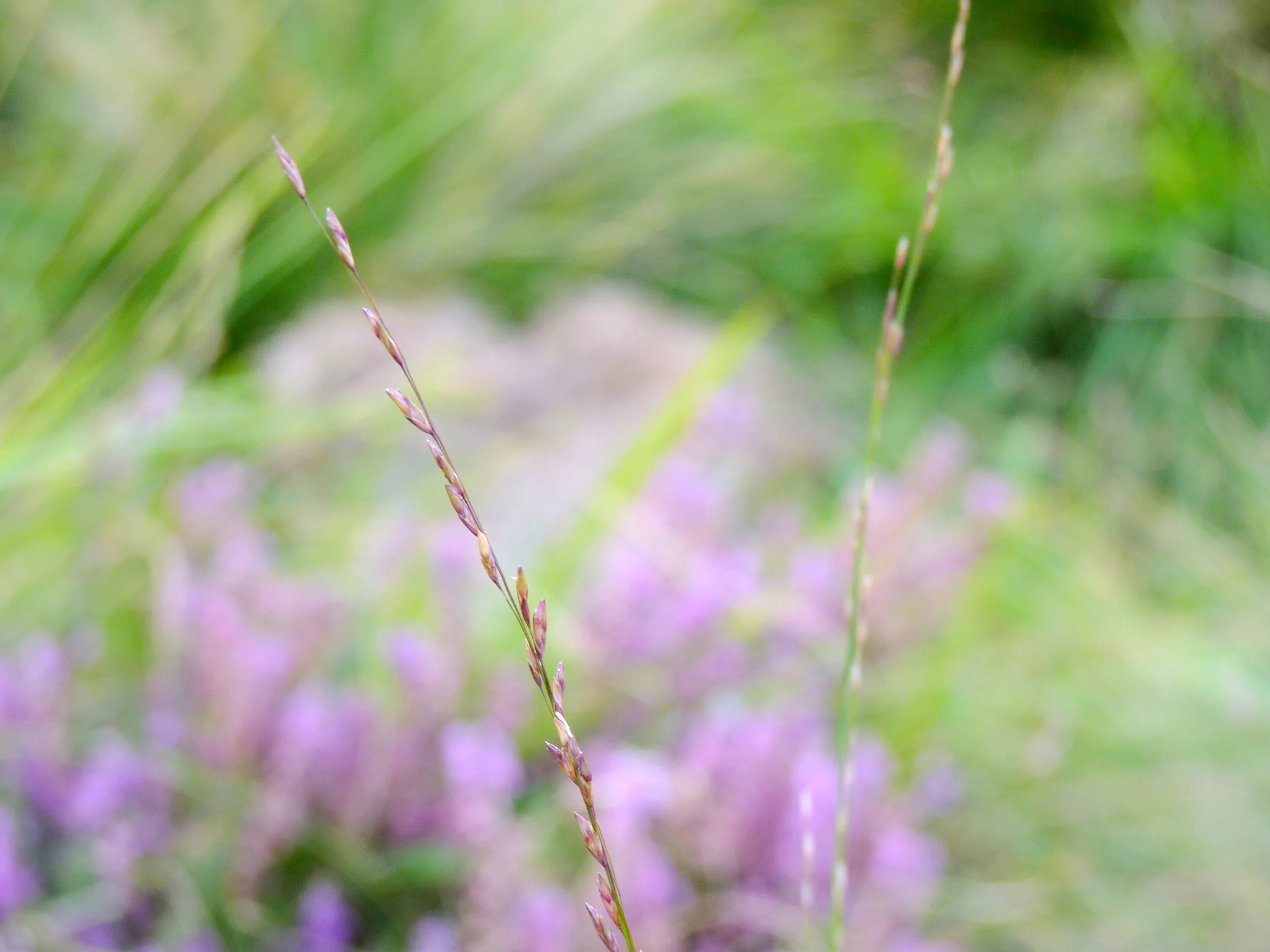 Appreciating Nature through Ancient Wisdom  - by Girts Trautmanis