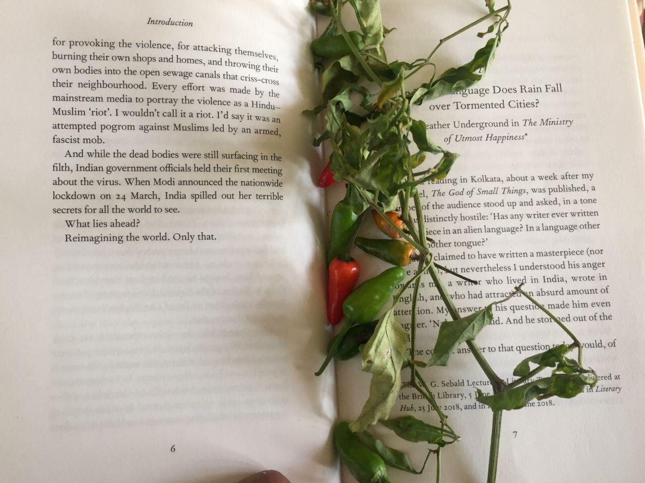 That’s what happens when you go out to read and you find hot peppers on the ground. The book becomes a basket!